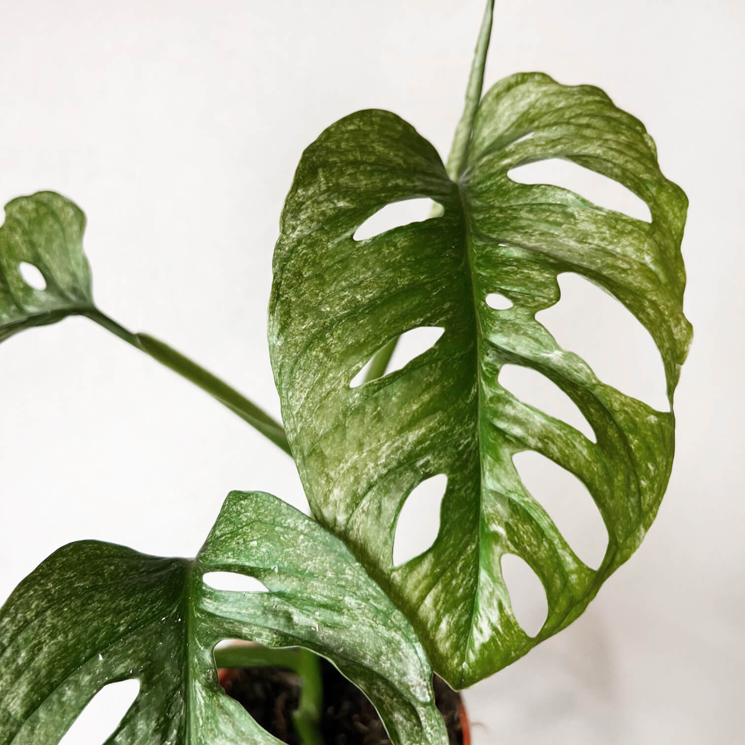 Monstera Adansonii Mint