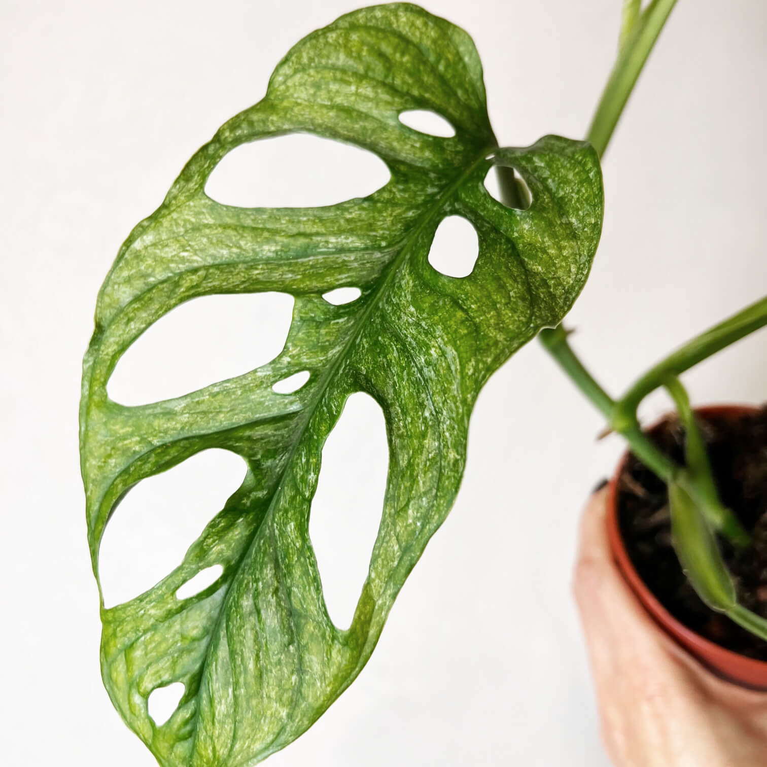Monstera Adansonii Mint