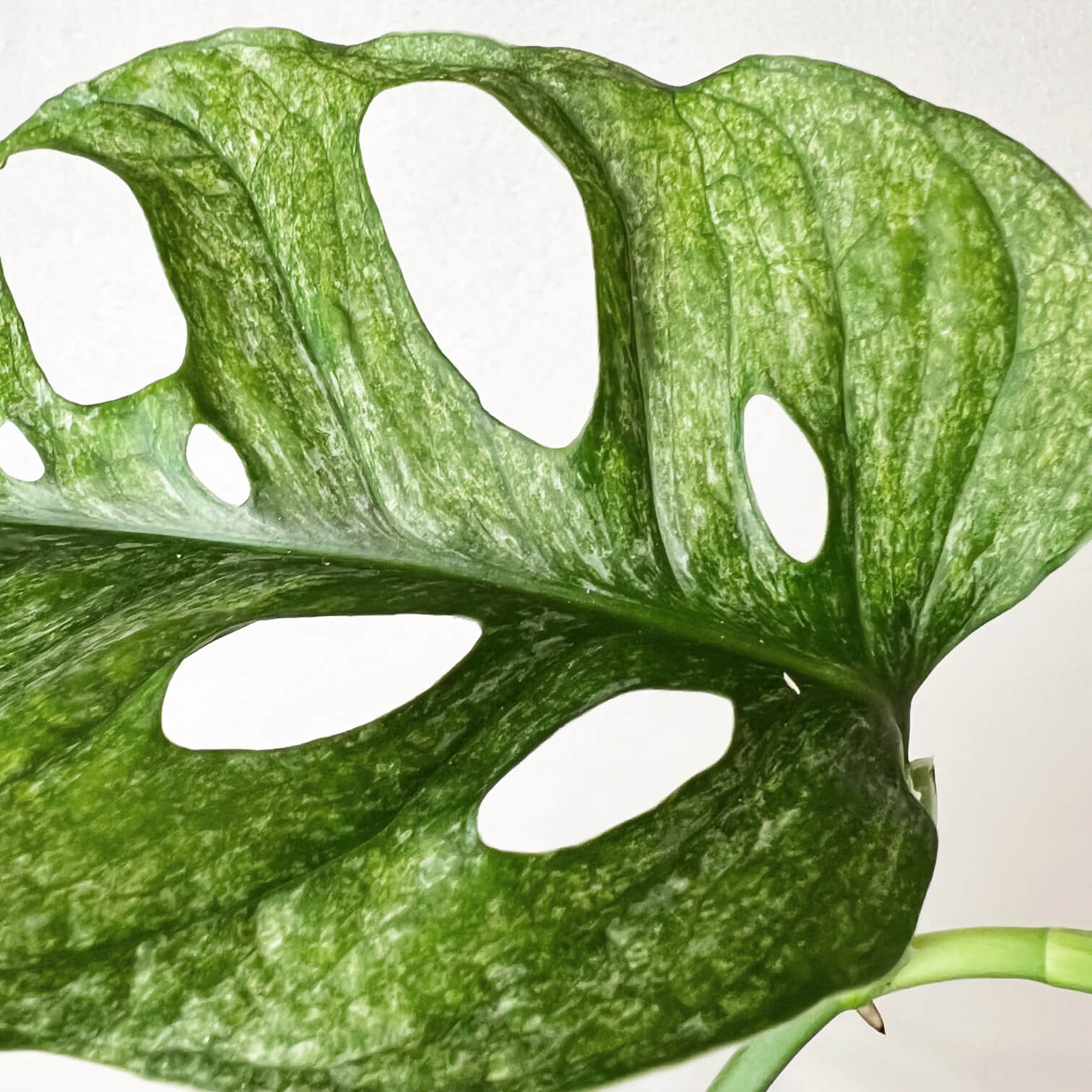 Monstera Adansonii Mint