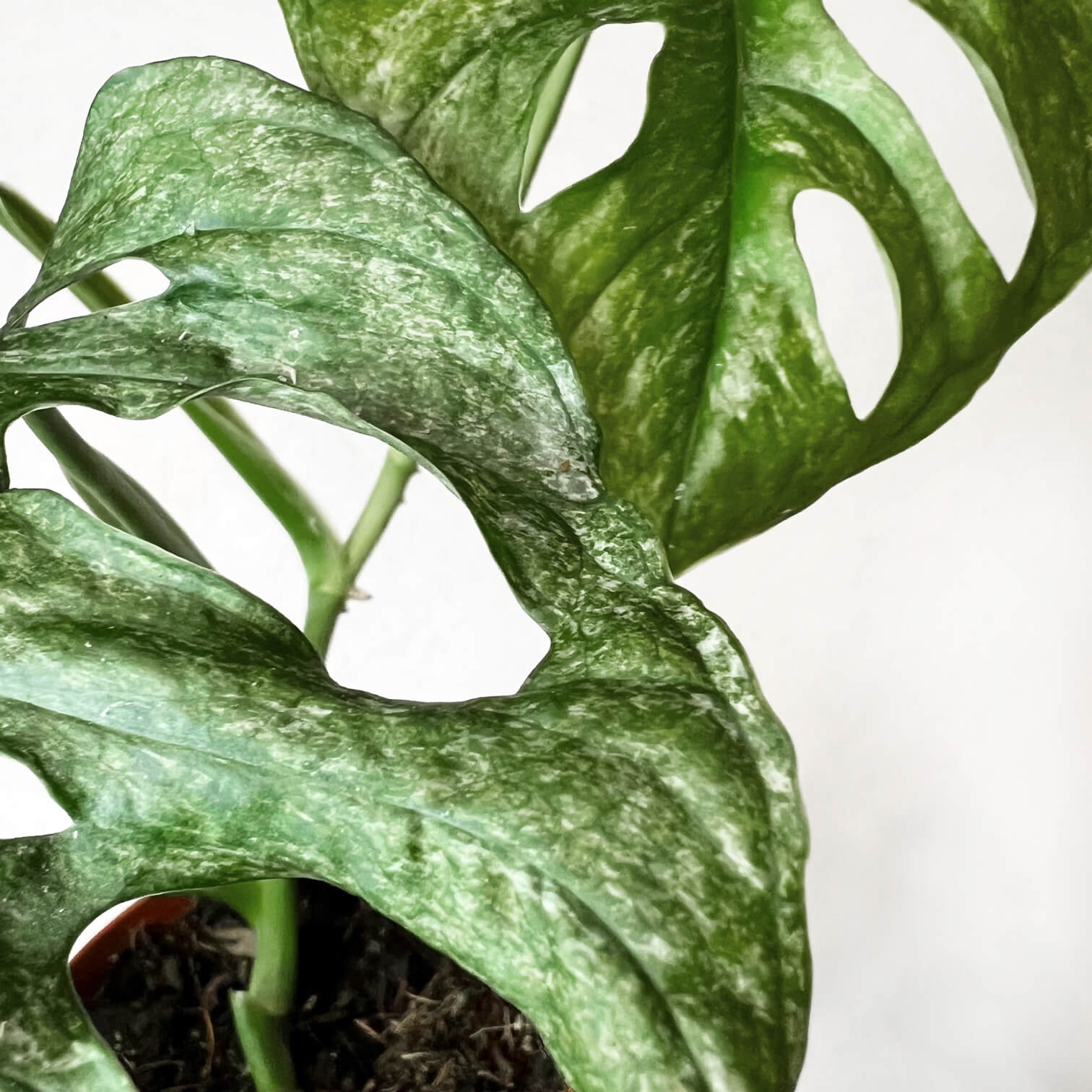 Monstera Adansonii Mint