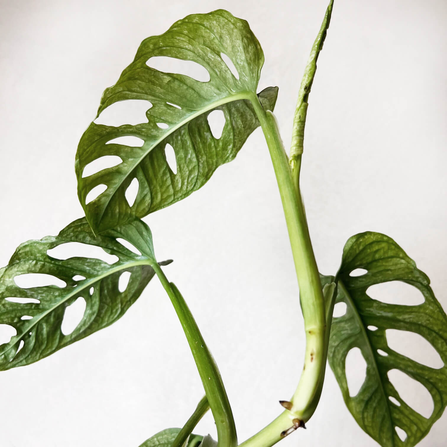 Monstera Adansonii Mint