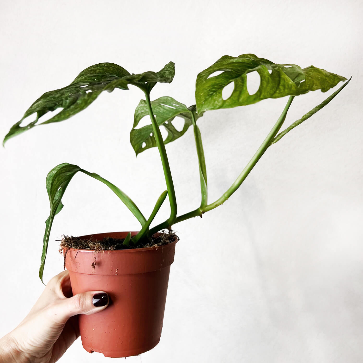 Monstera Adansonii Mint