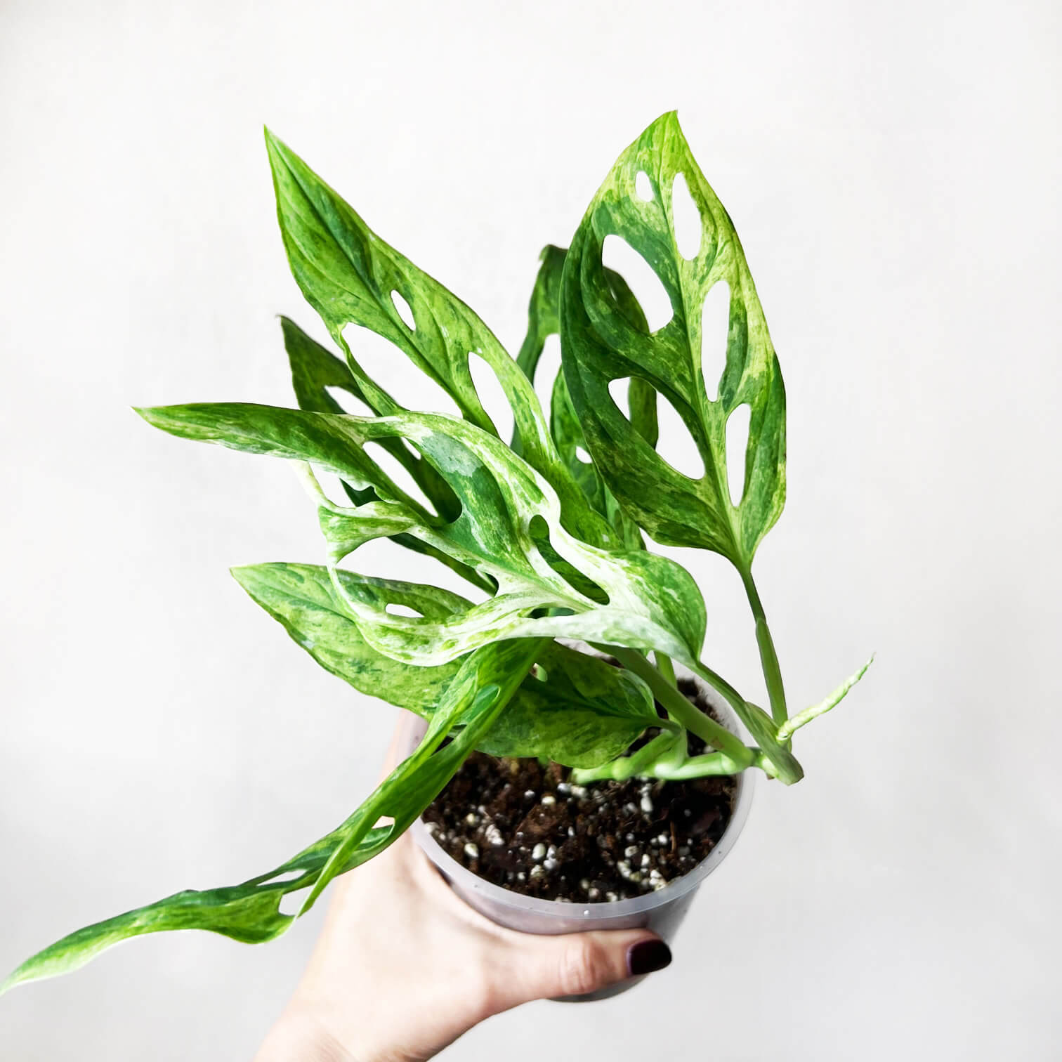Monstera Adansonii Variegata Mint
