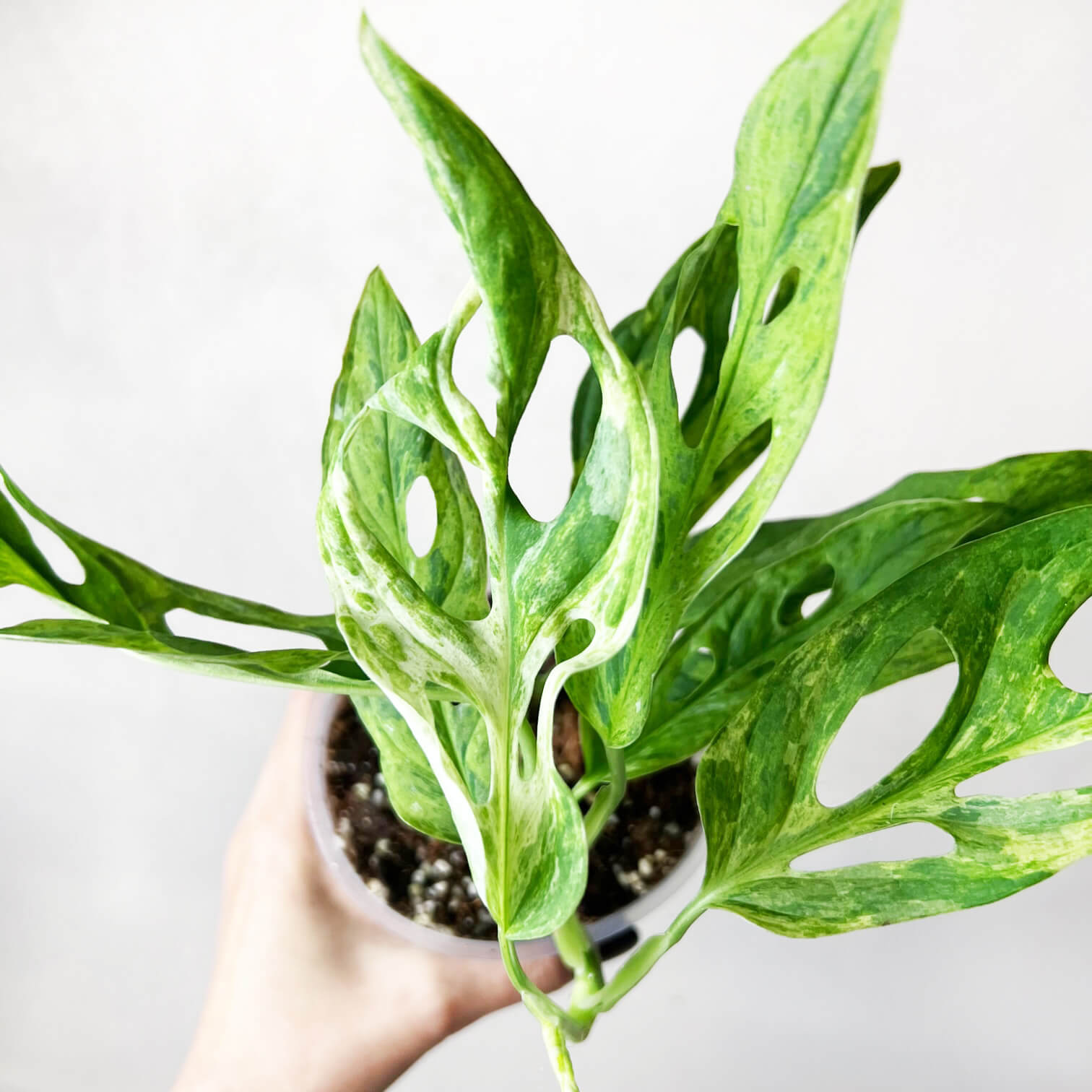 Monstera Adansonii Variegata Mint