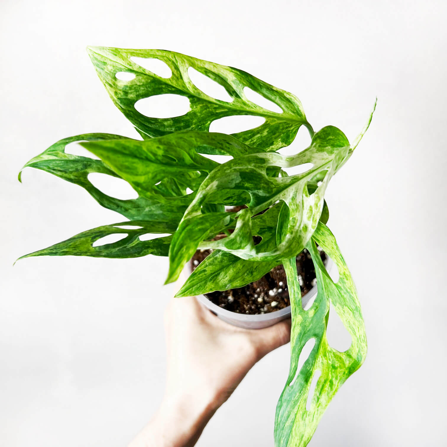 Monstera Adansonii Variegata Mint