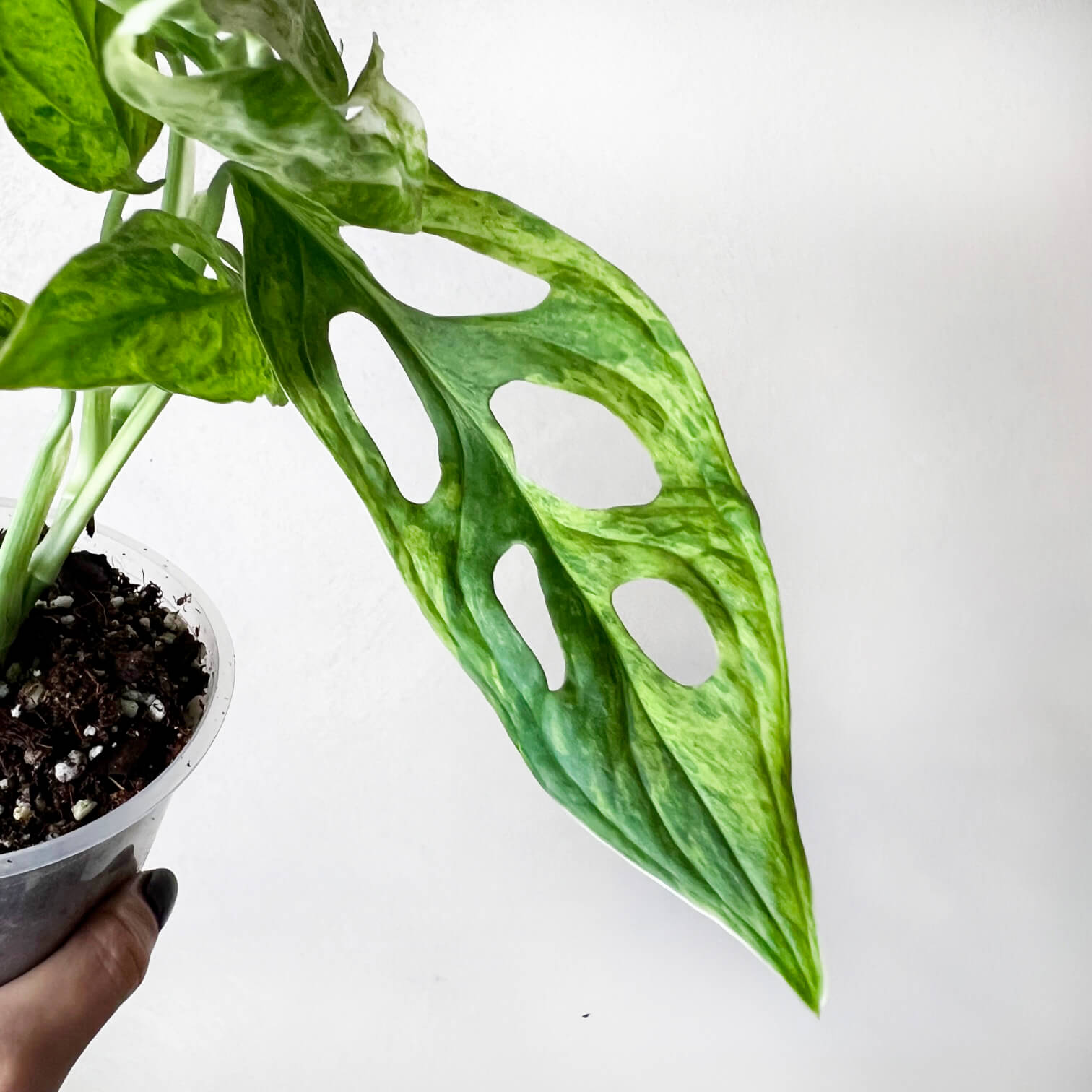 Monstera Adansonii Variegata Mint