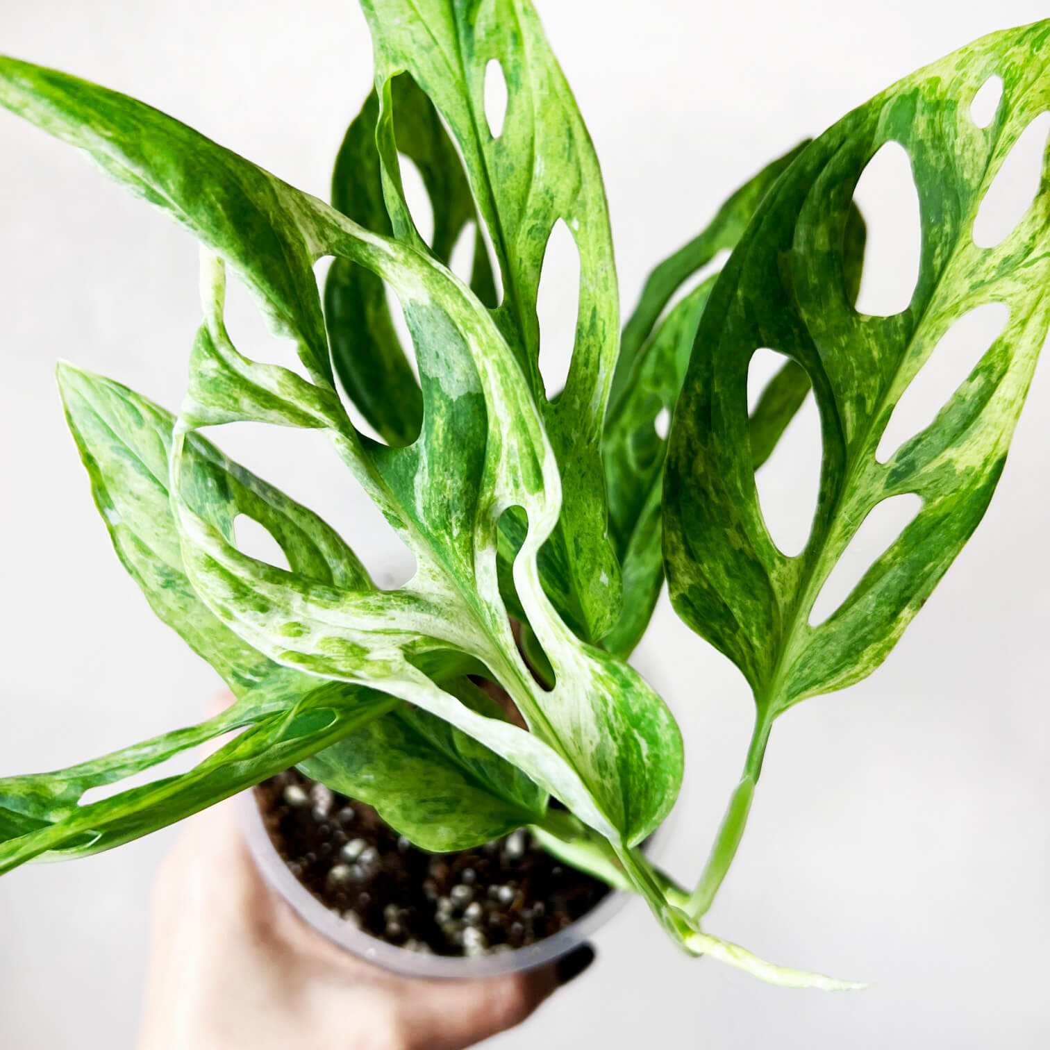 Monstera Adansonii Variegata Mint
