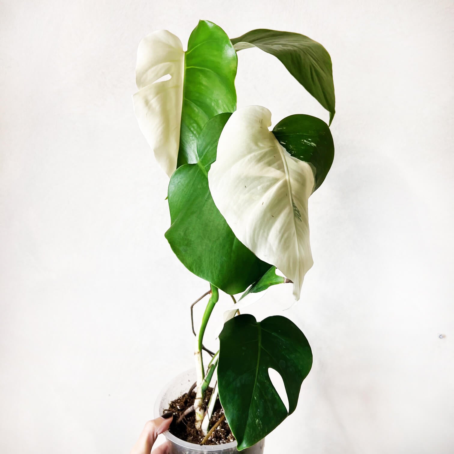 Monstera Deliciosa Albo Variegata / Olimpia