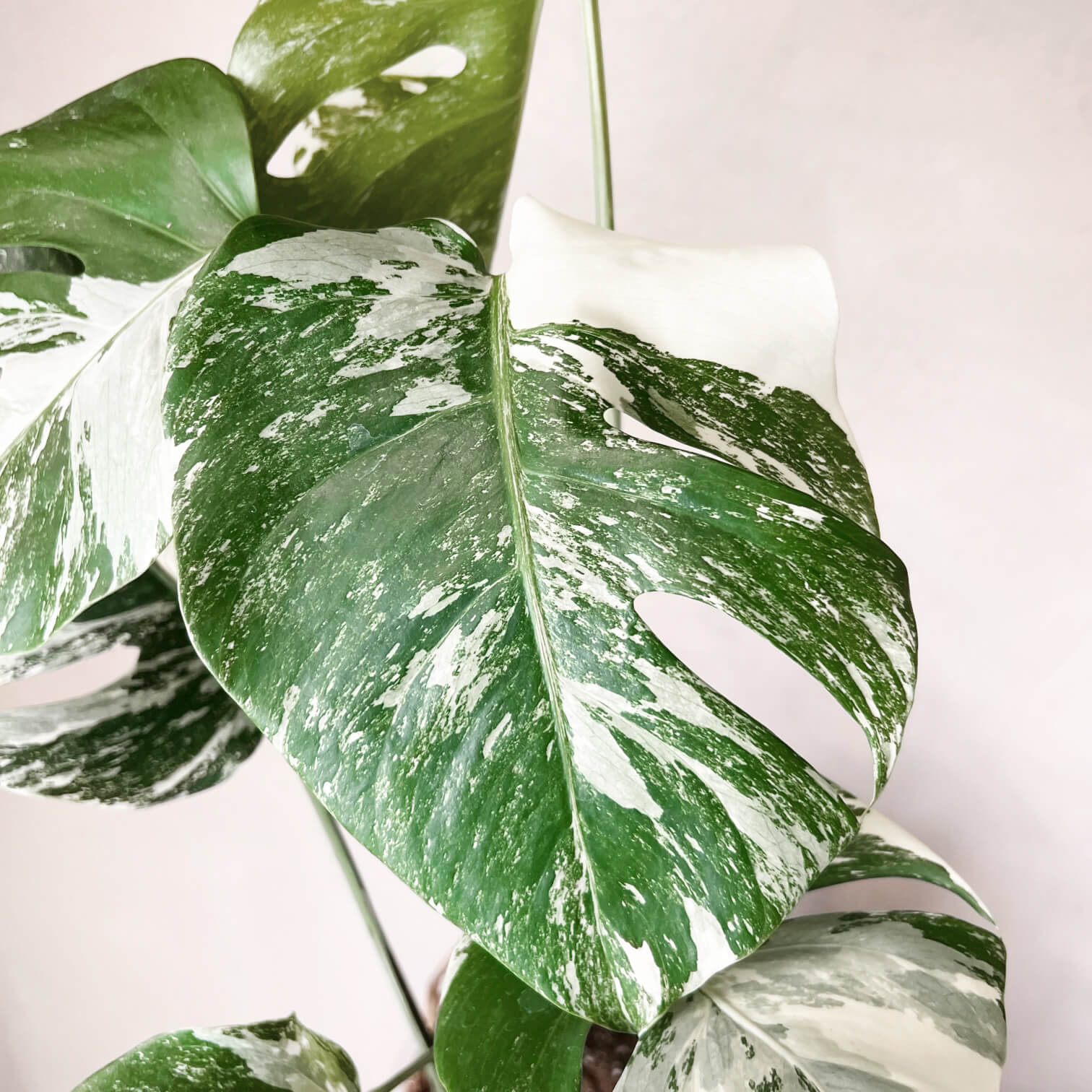 Monstera Deliciosa Albo Variegata