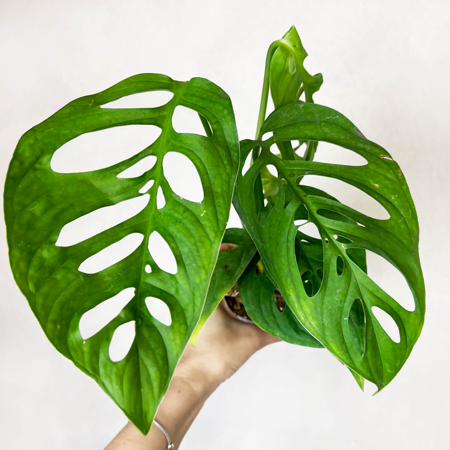 Monstera Esqueleto