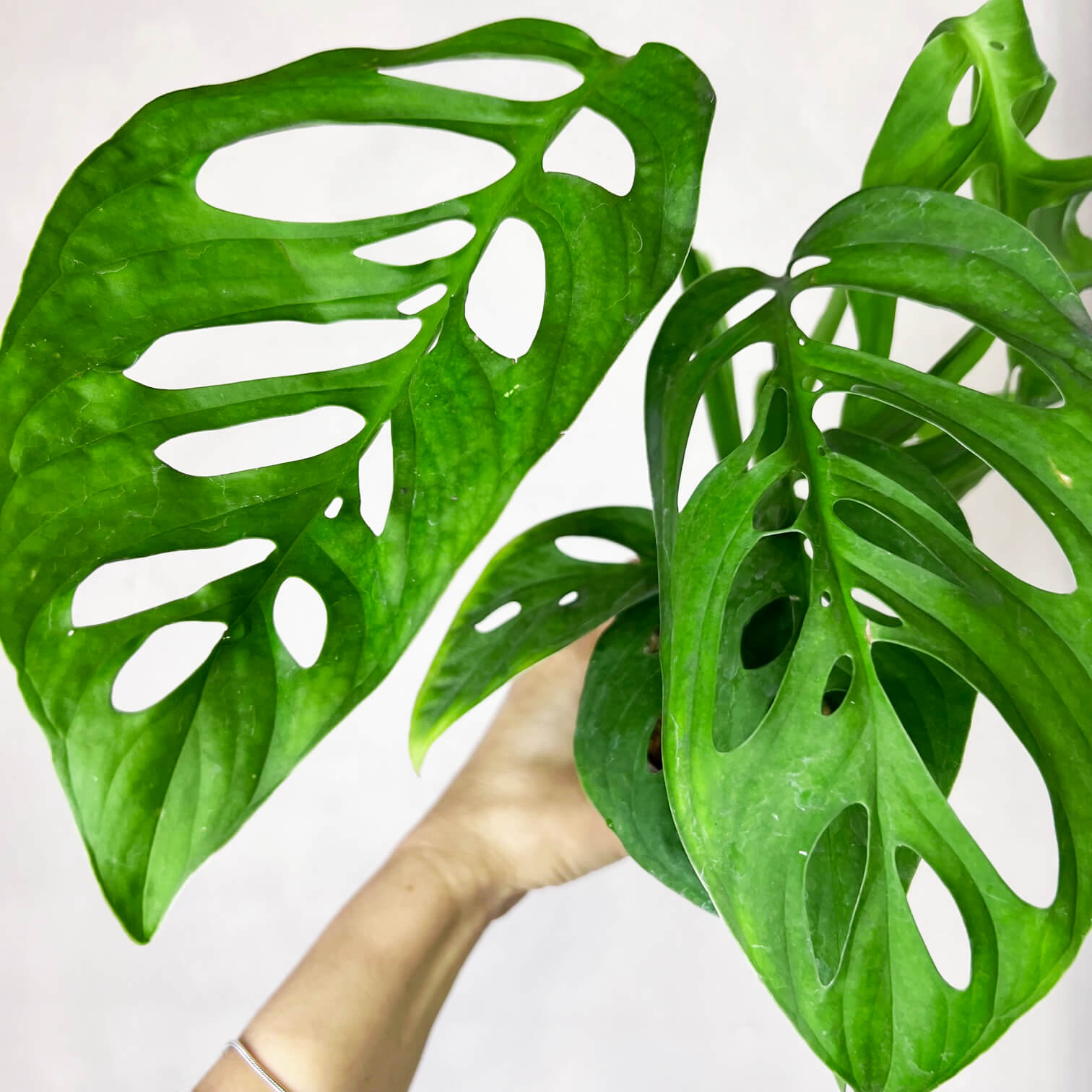 Monstera Esqueleto