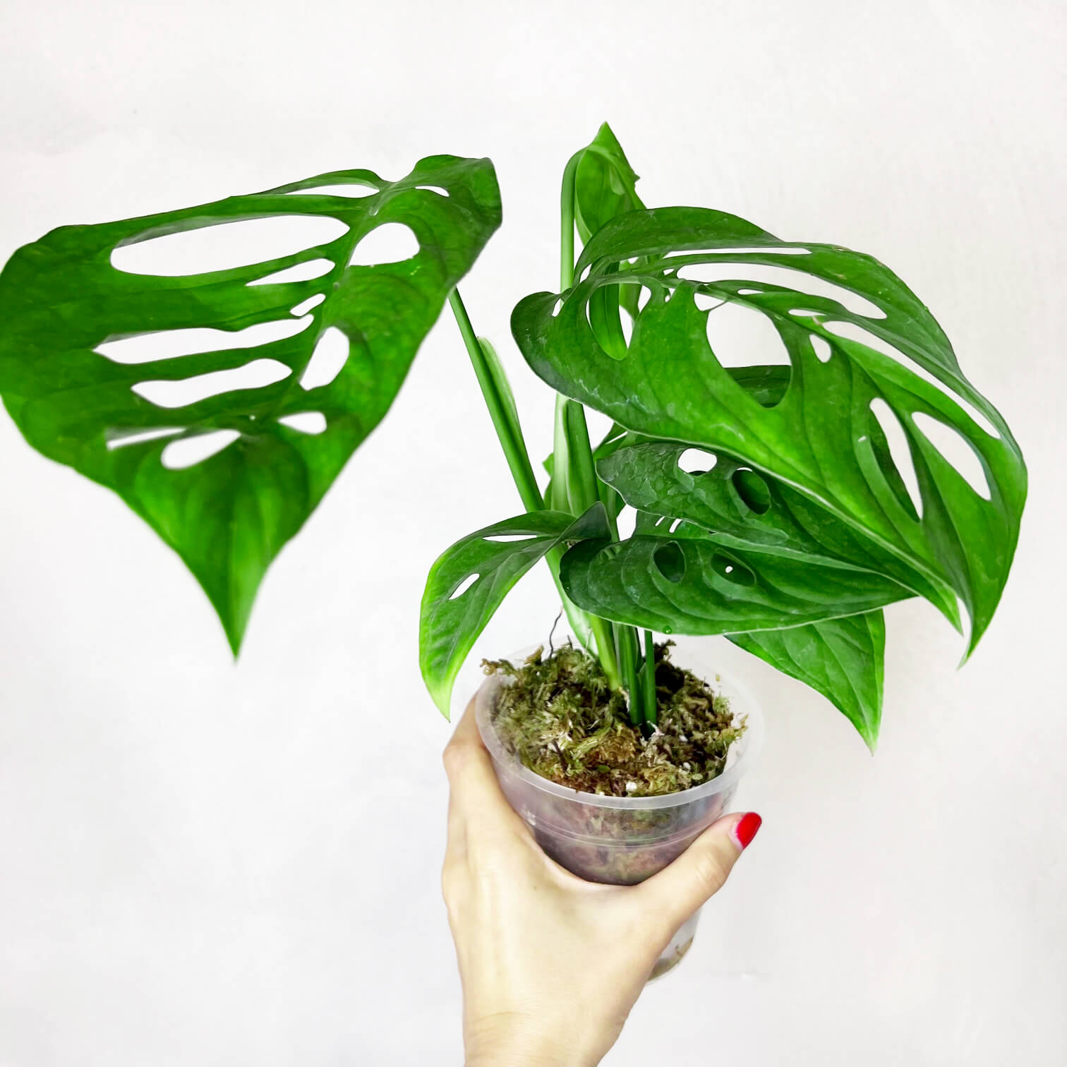 Monstera Esqueleto