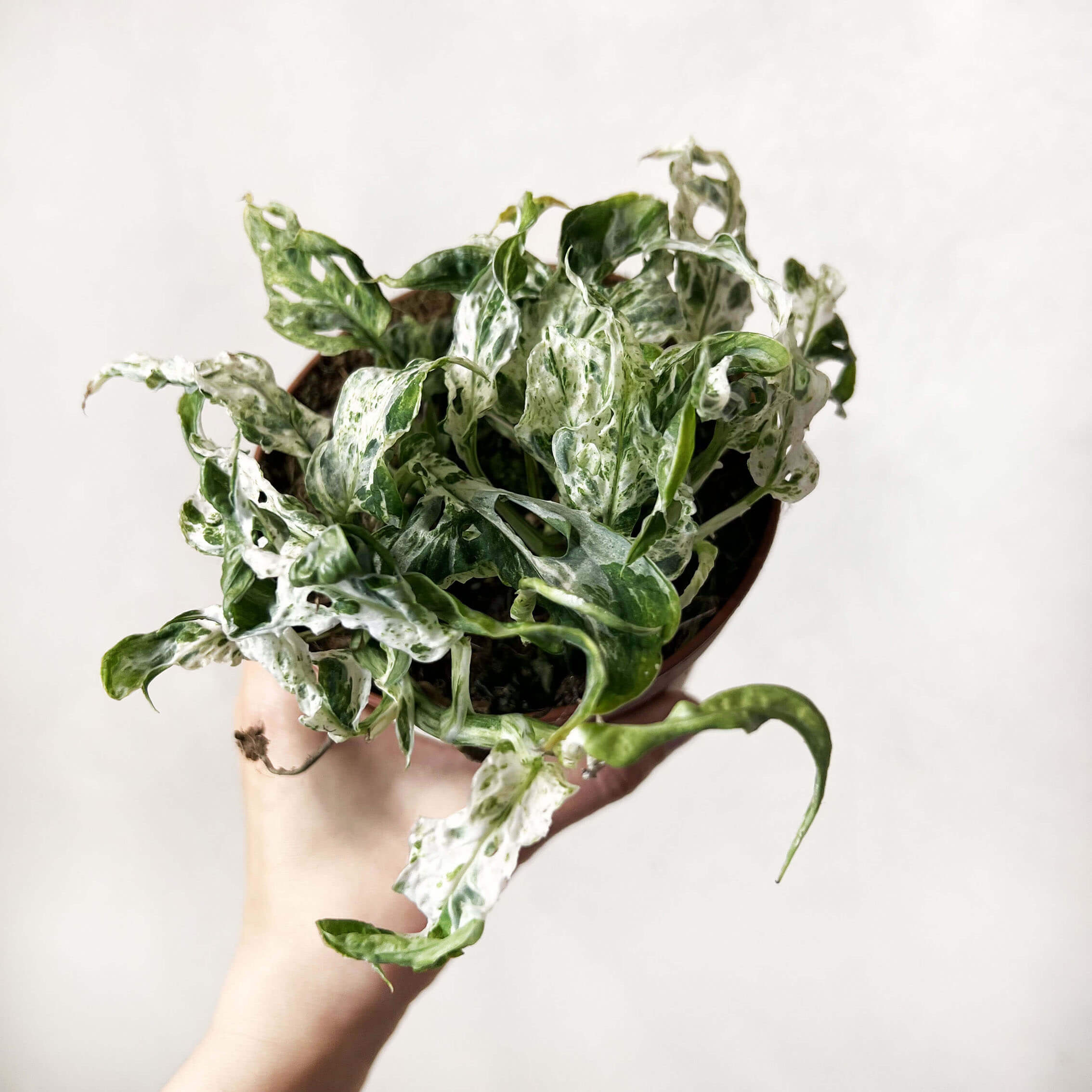 Monstera Frozen Freckles