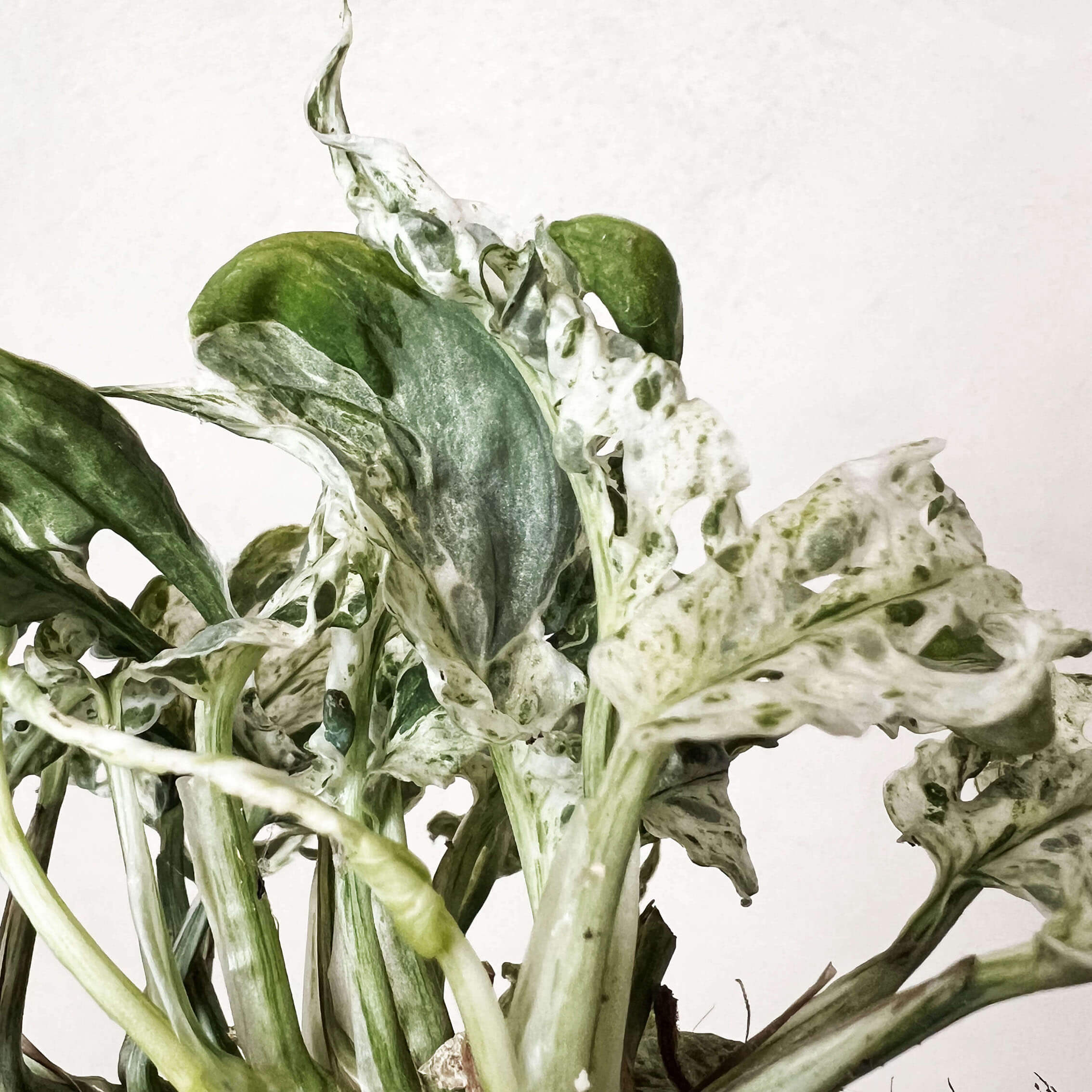 Monstera Frozen Freckles