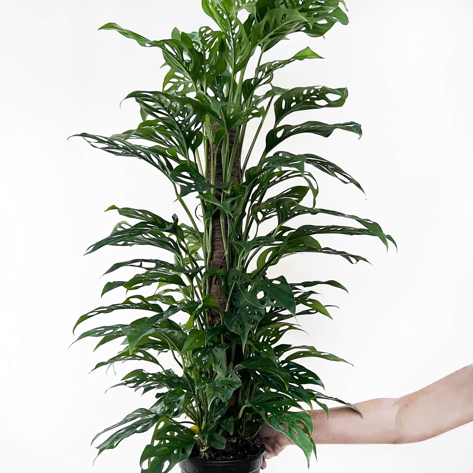 Monstera Adansonii narrow form XL