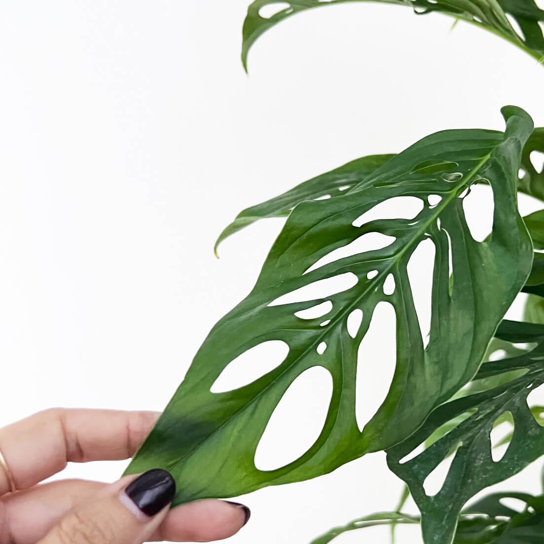 Monstera Adansonii narrow form XL