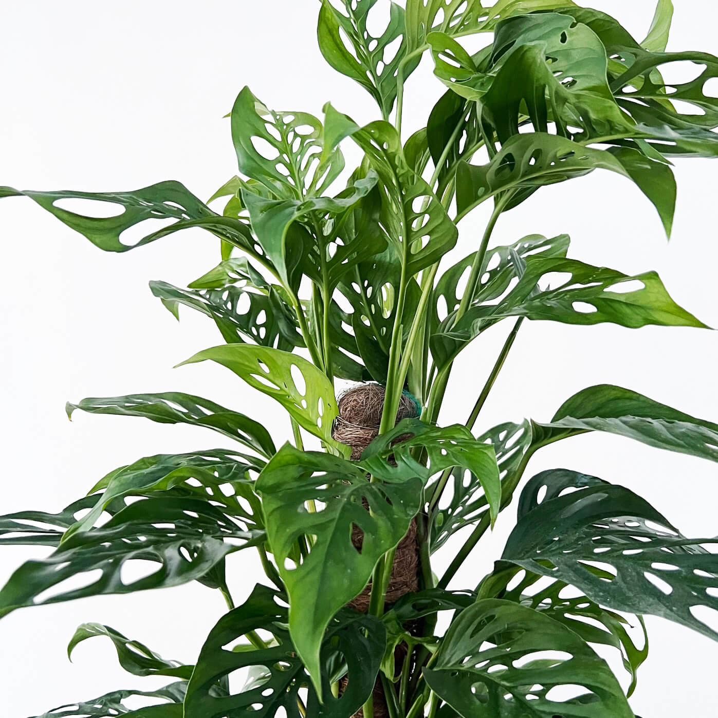 Monstera Adansonii narrow form XL