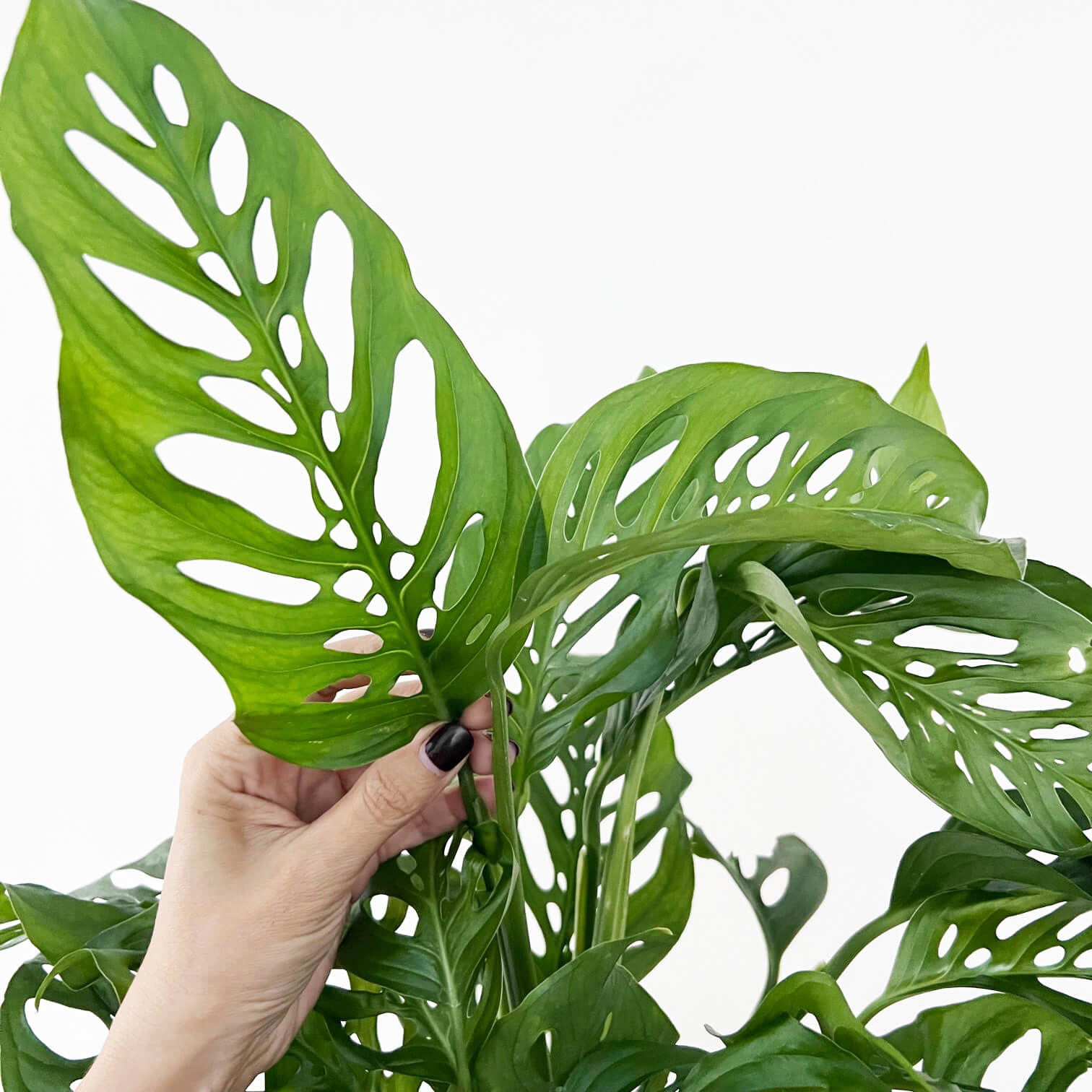Monstera Adansonii narrow form XL
