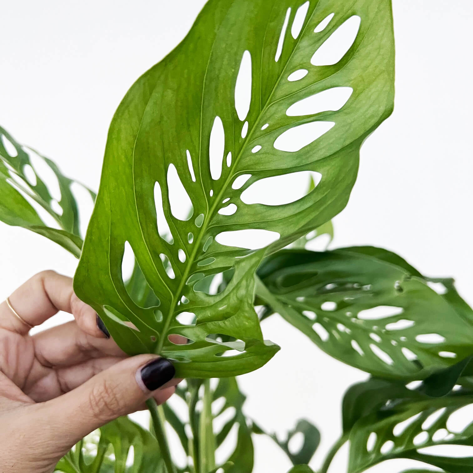 Monstera Adansonii narrow form XL