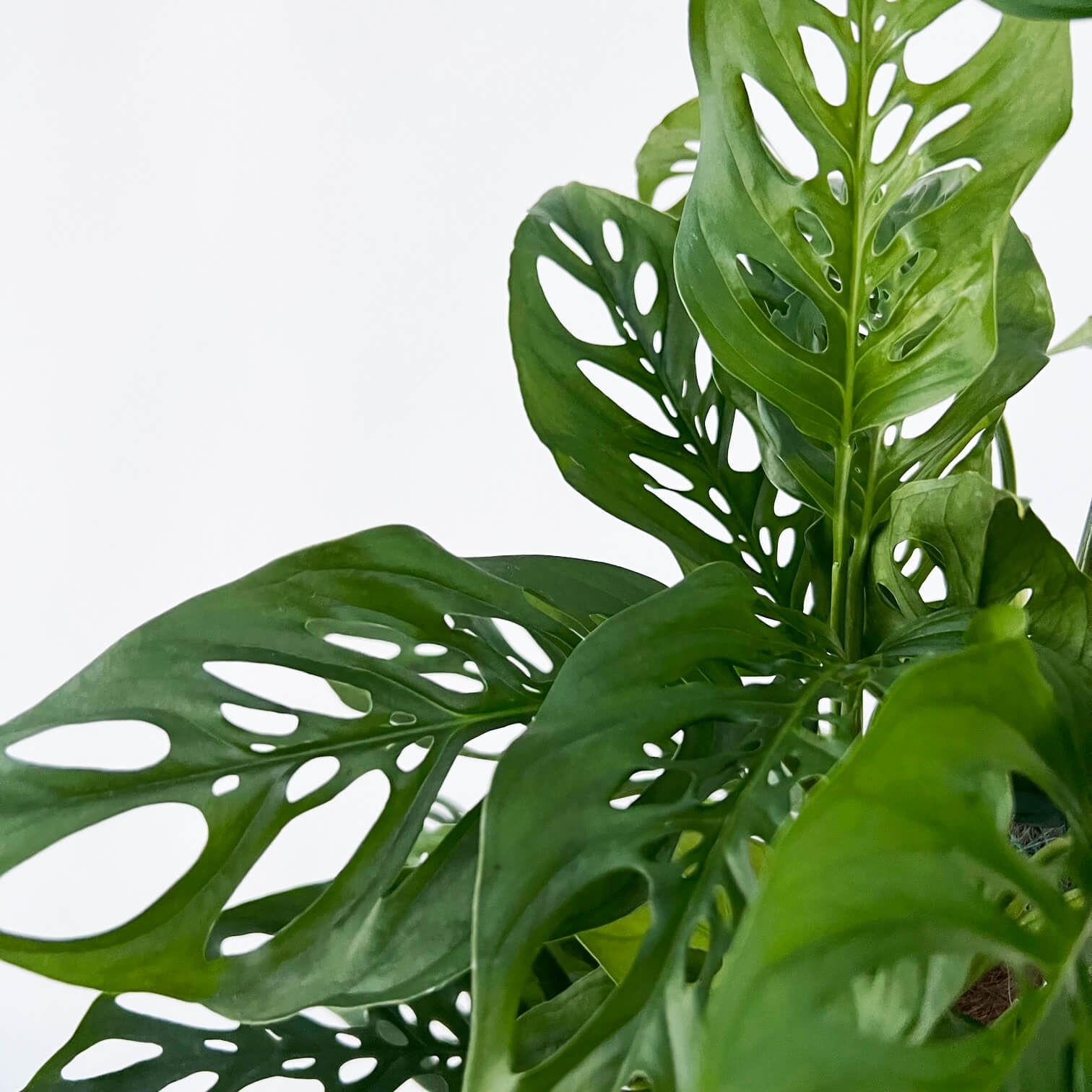 Monstera Adansonii narrow form XL