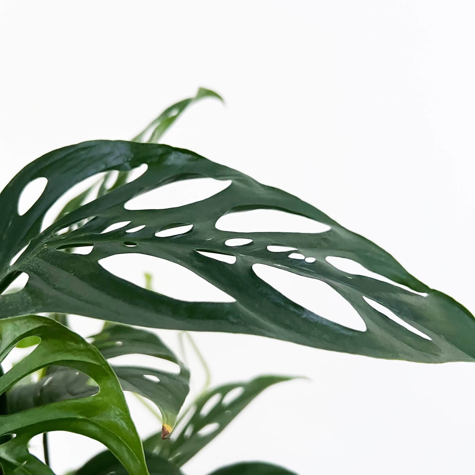Monstera Adansonii narrow form XL