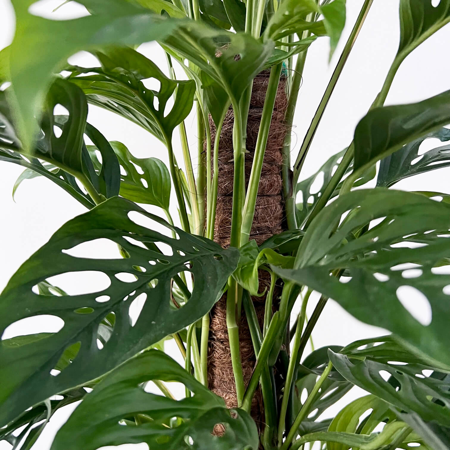 Monstera Adansonii narrow form XL