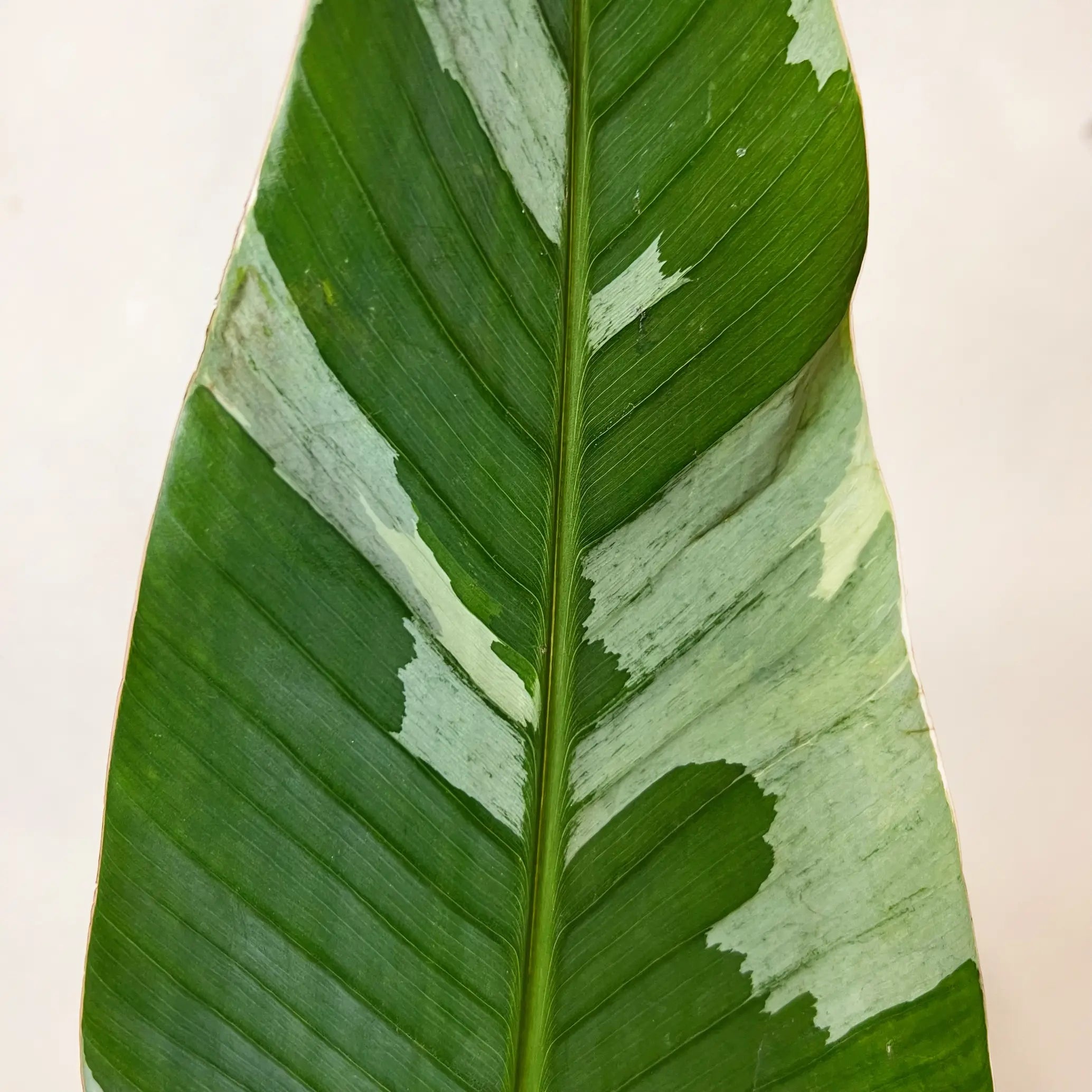 Musa Florida variegata