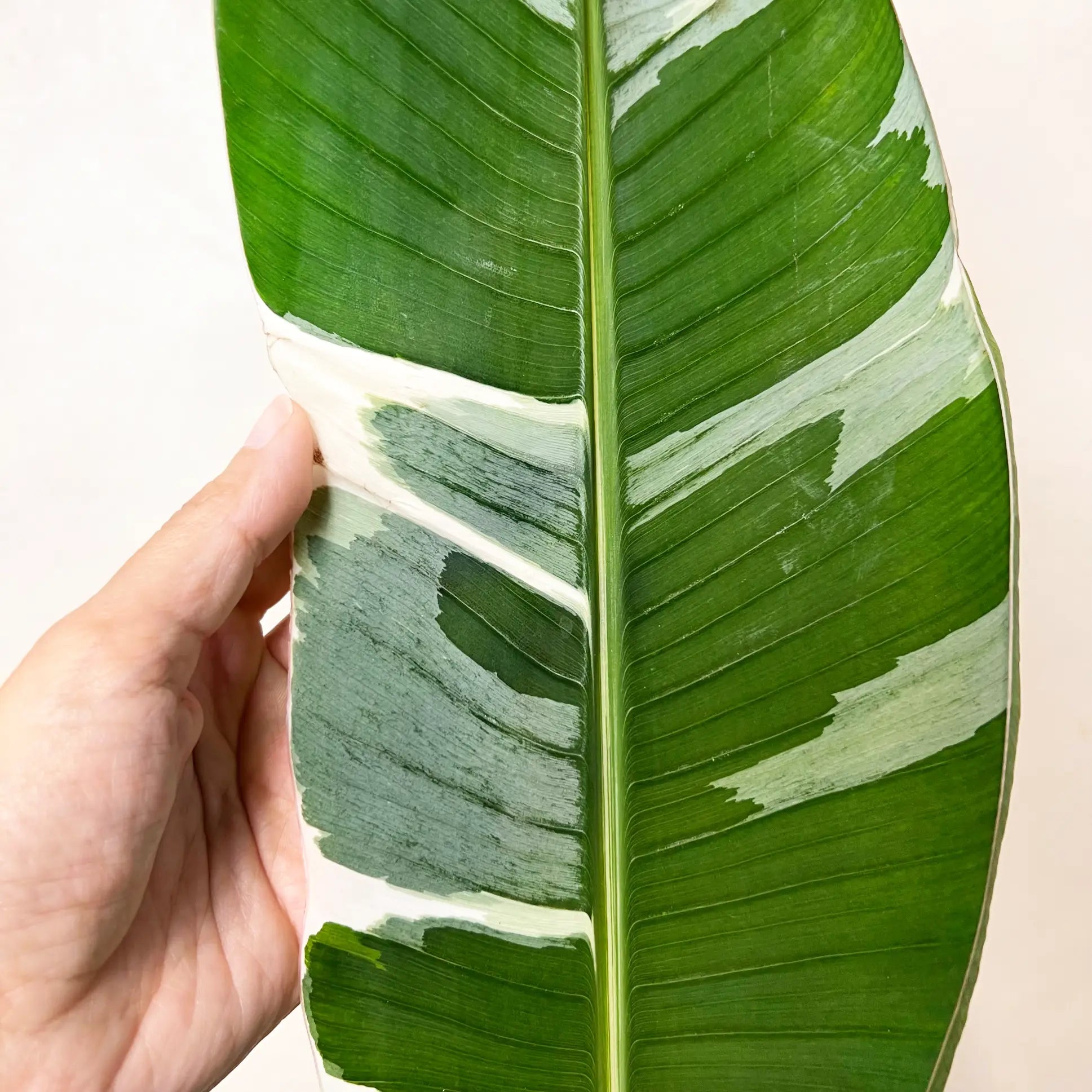 Musa Florida variegata