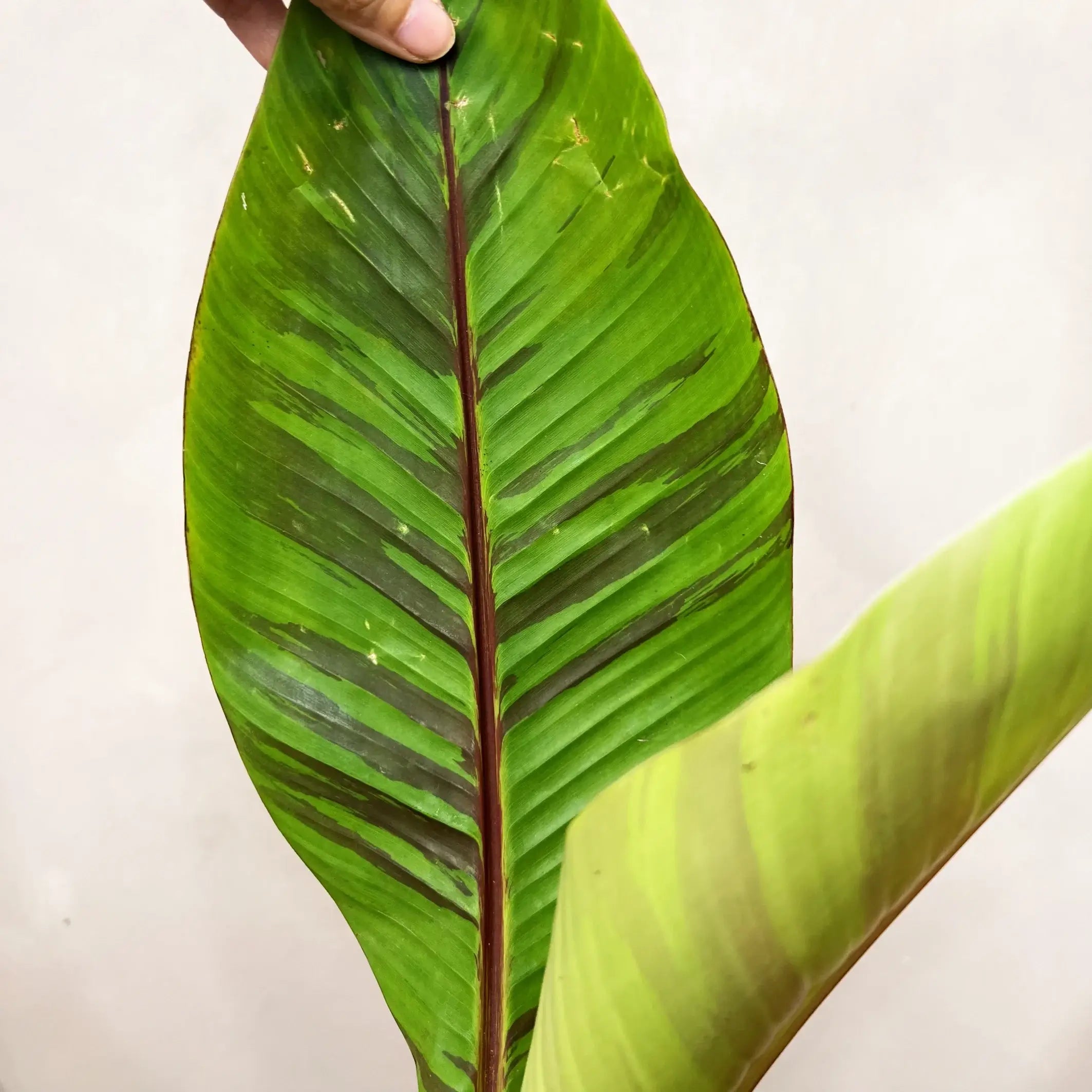 Musa Ever Red