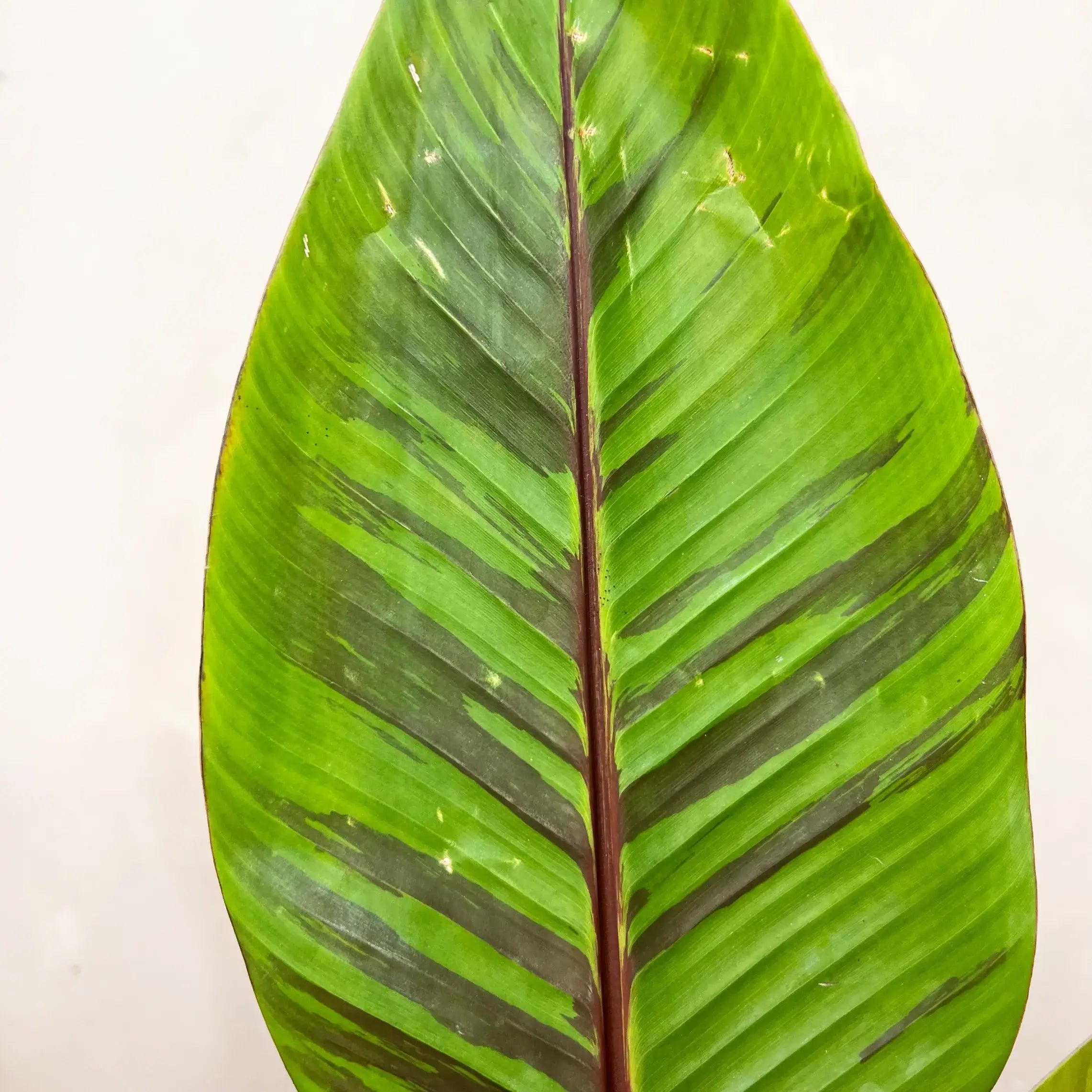 Musa Ever Red