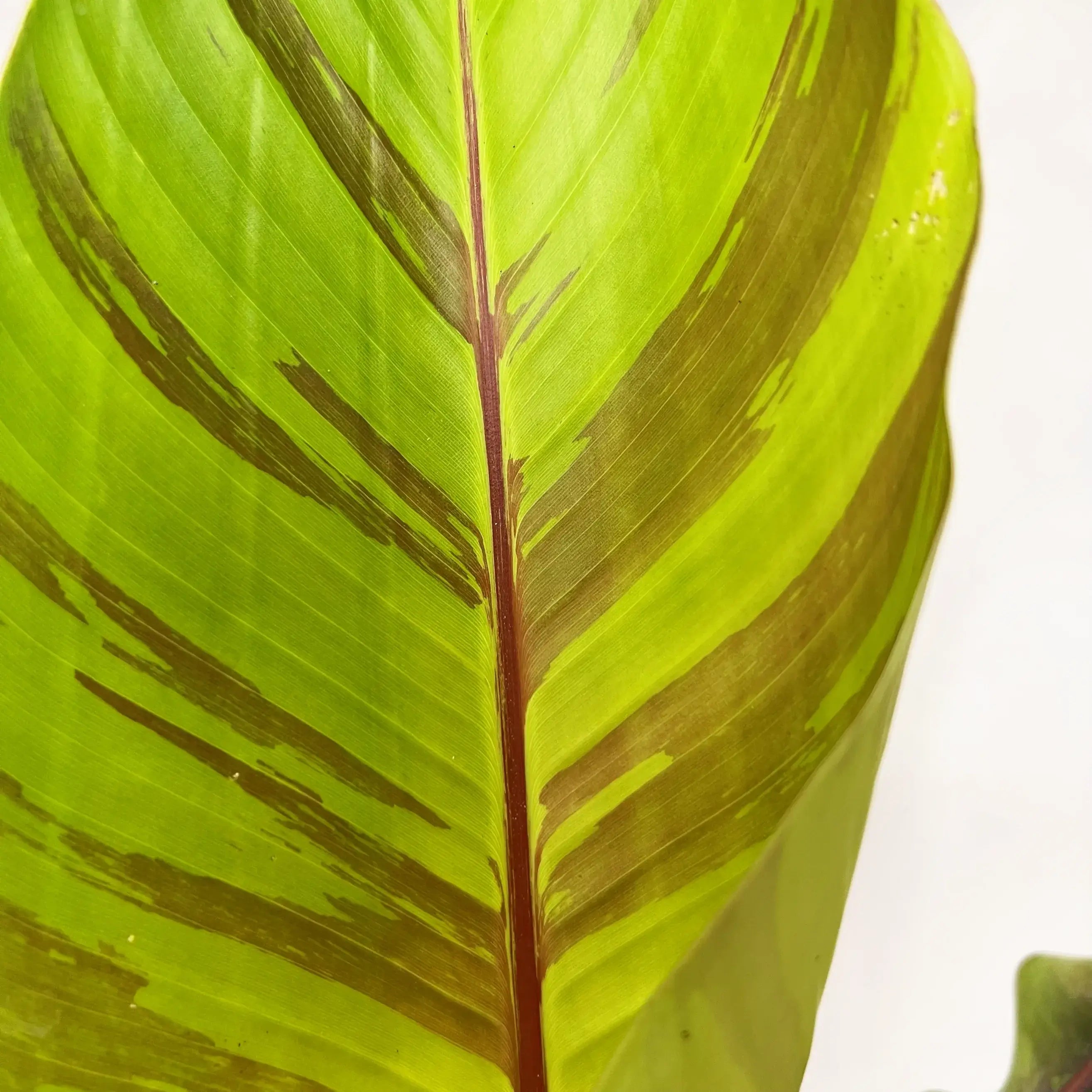 Musa Ever Red