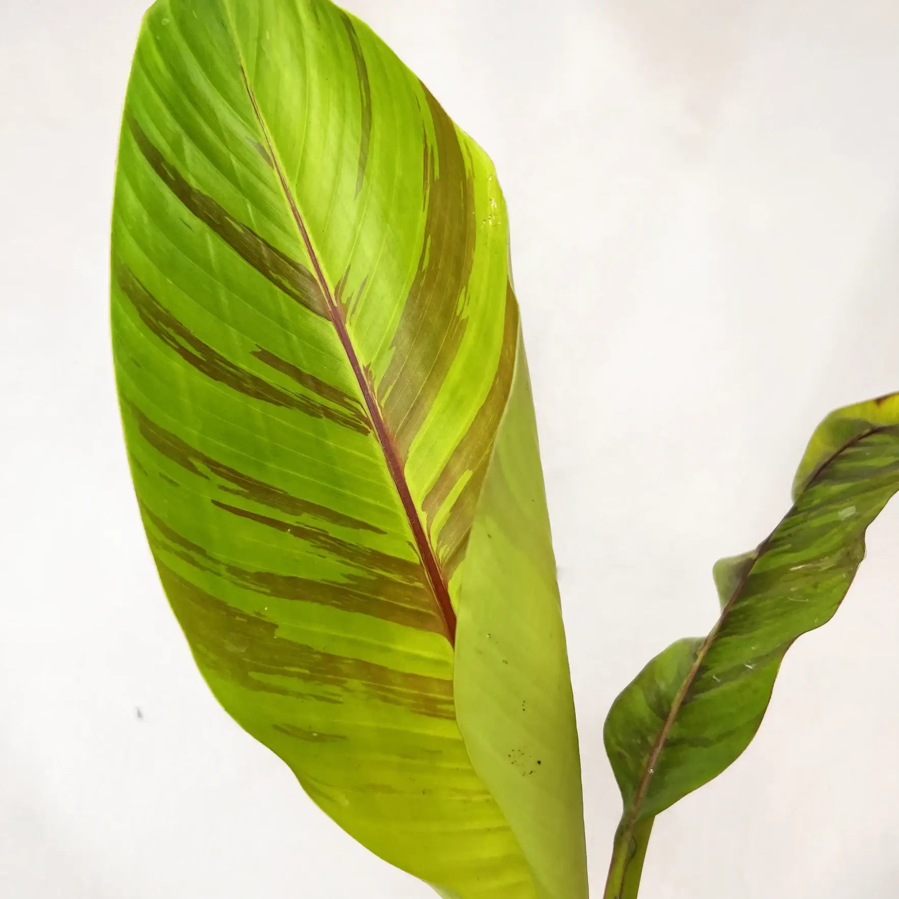 Musa Ever Red