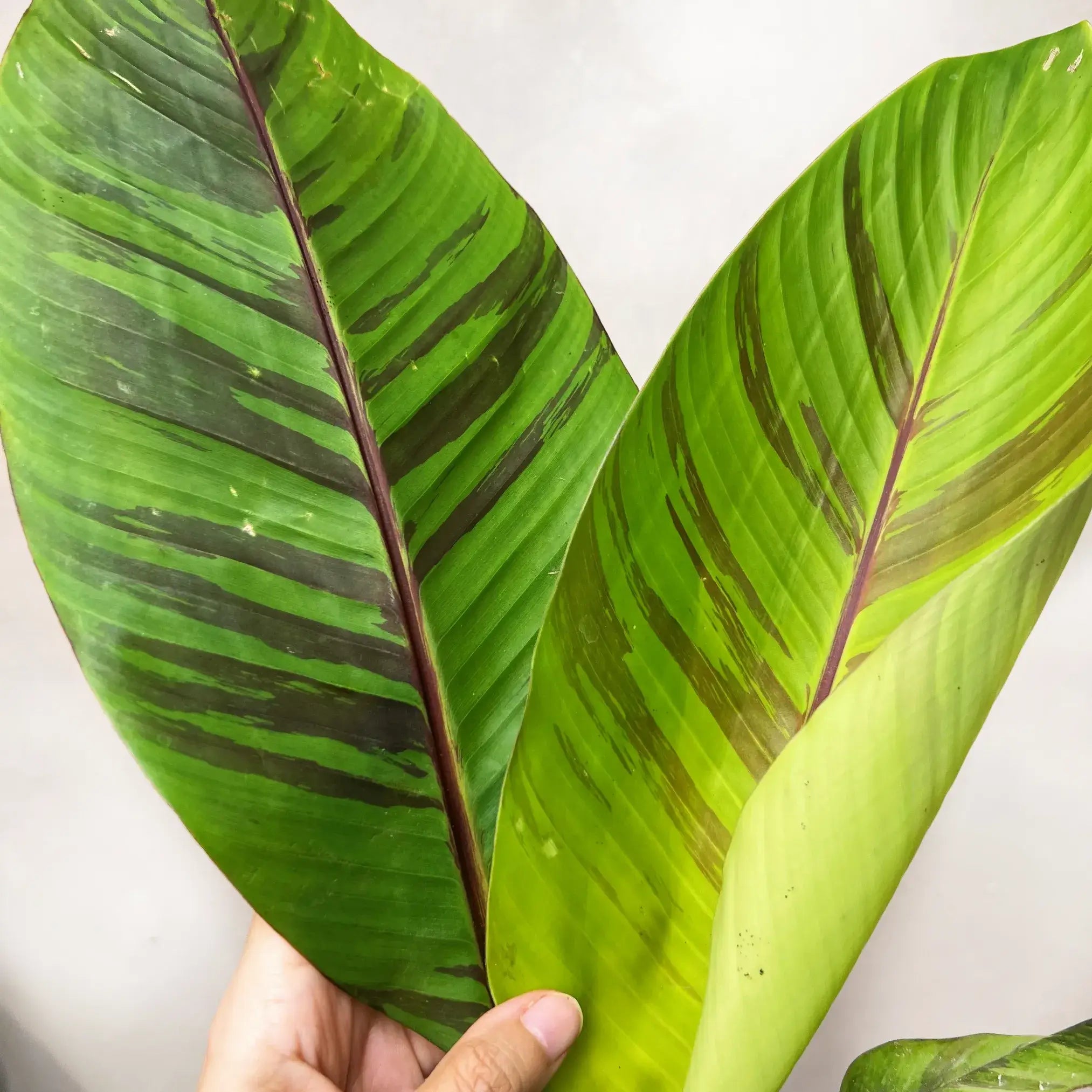 Musa Ever Red