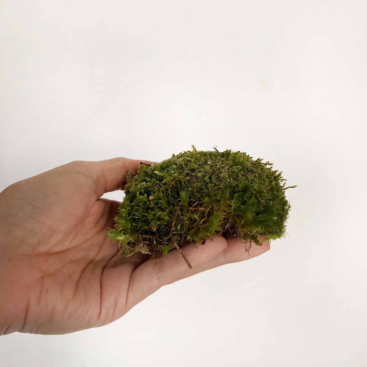 Muschio/Leucobryum Glaucum