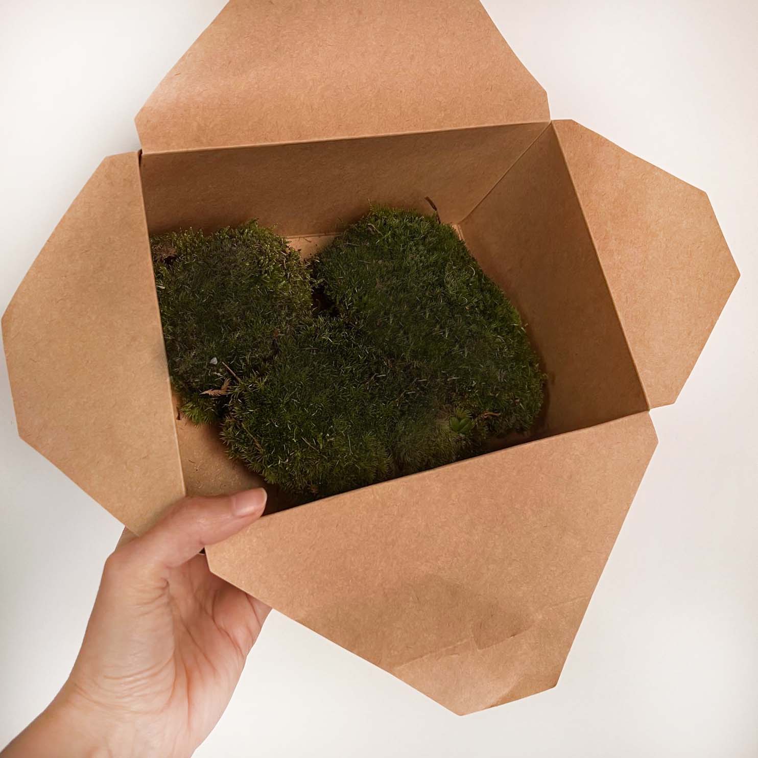 Muschio/Leucobryum Glaucum