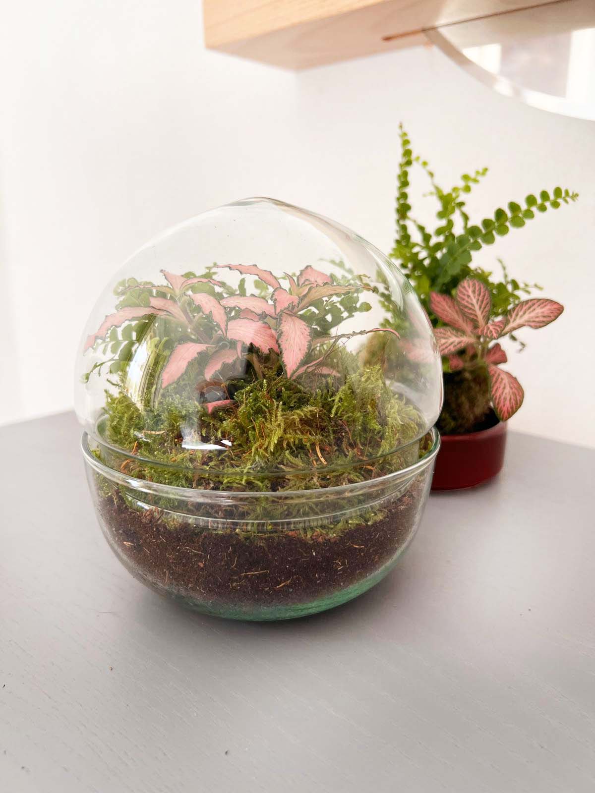 n-DOME (nano-Dome) Terrarium /FLORA