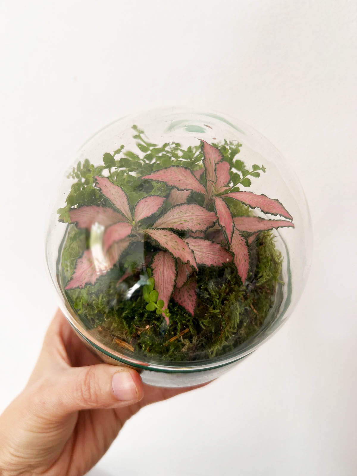 n-DOME (nano-Dome) Terrarium /FLORA