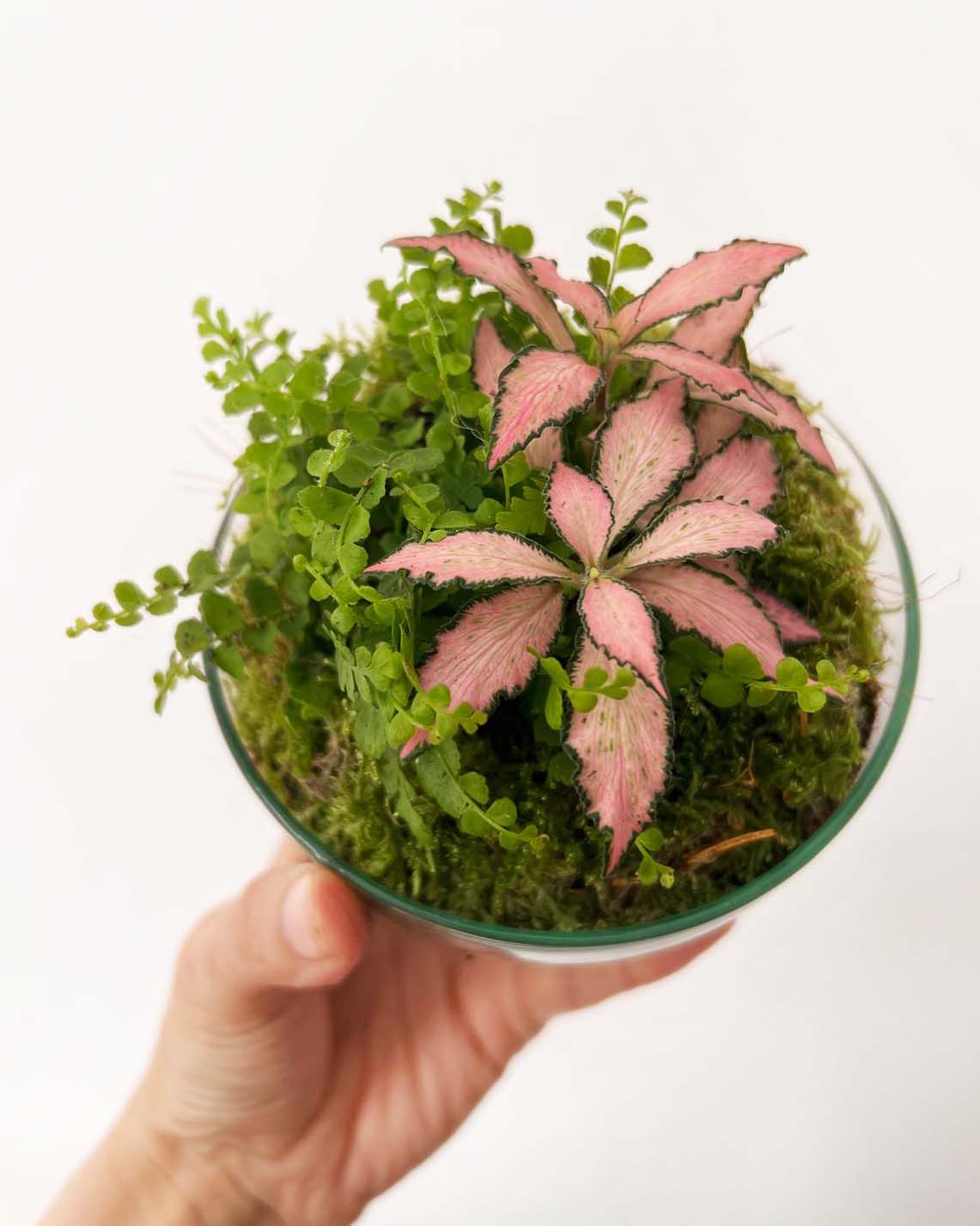 n-DOME (nano-Dome) Terrarium /FLORA