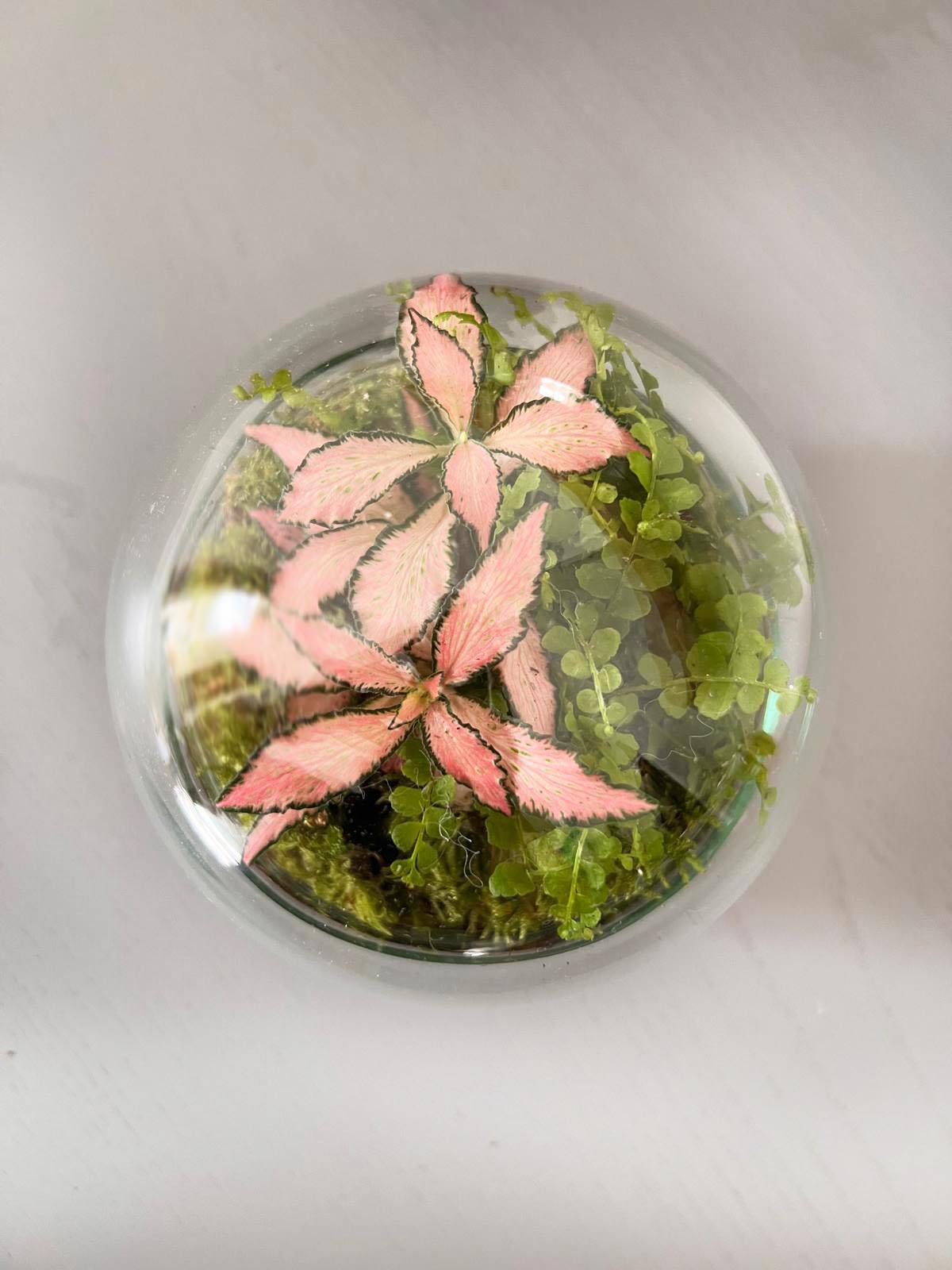 n-DOME (nano-Dome) Terrarium /FLORA