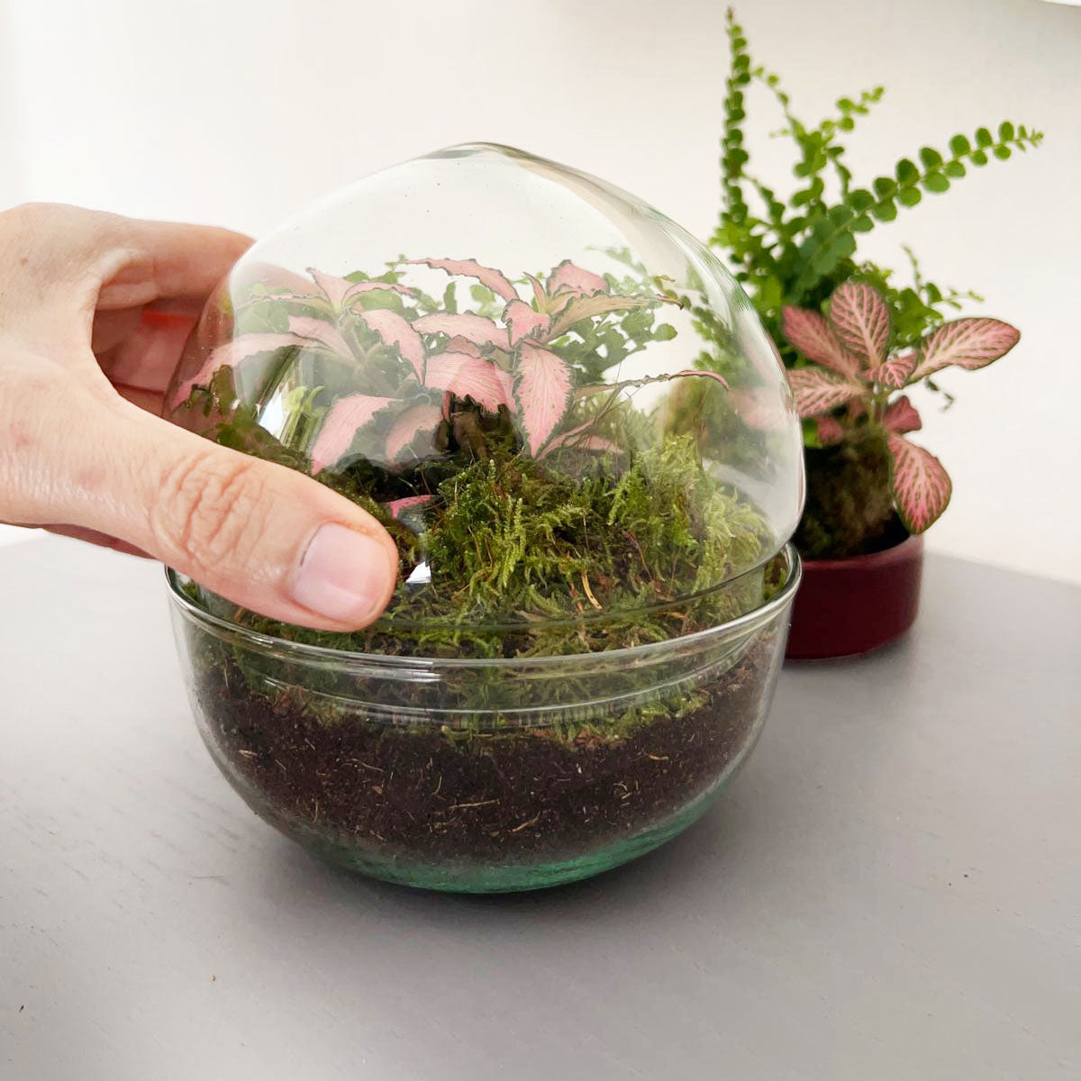 n-DOME (nano-Dome) Terrarium /FLORA