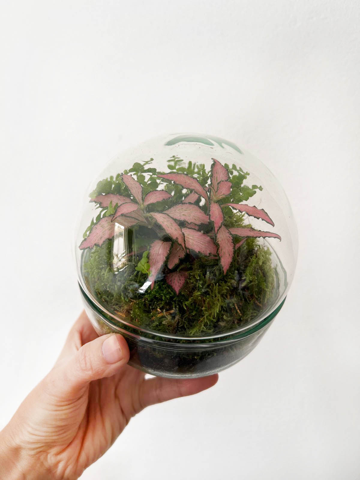 n-DOME (nano-Dome) Terrarium /FLORA