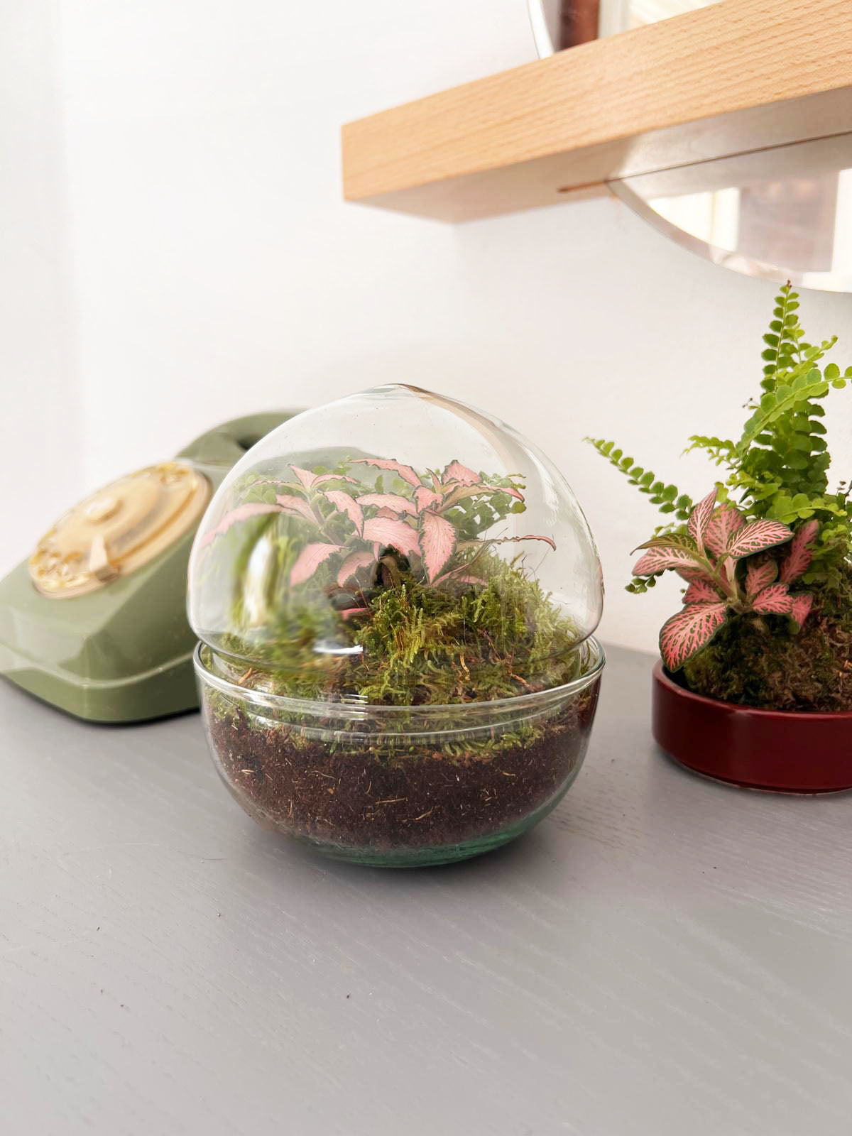 n-DOME (nano-Dome) Terrarium /FLORA