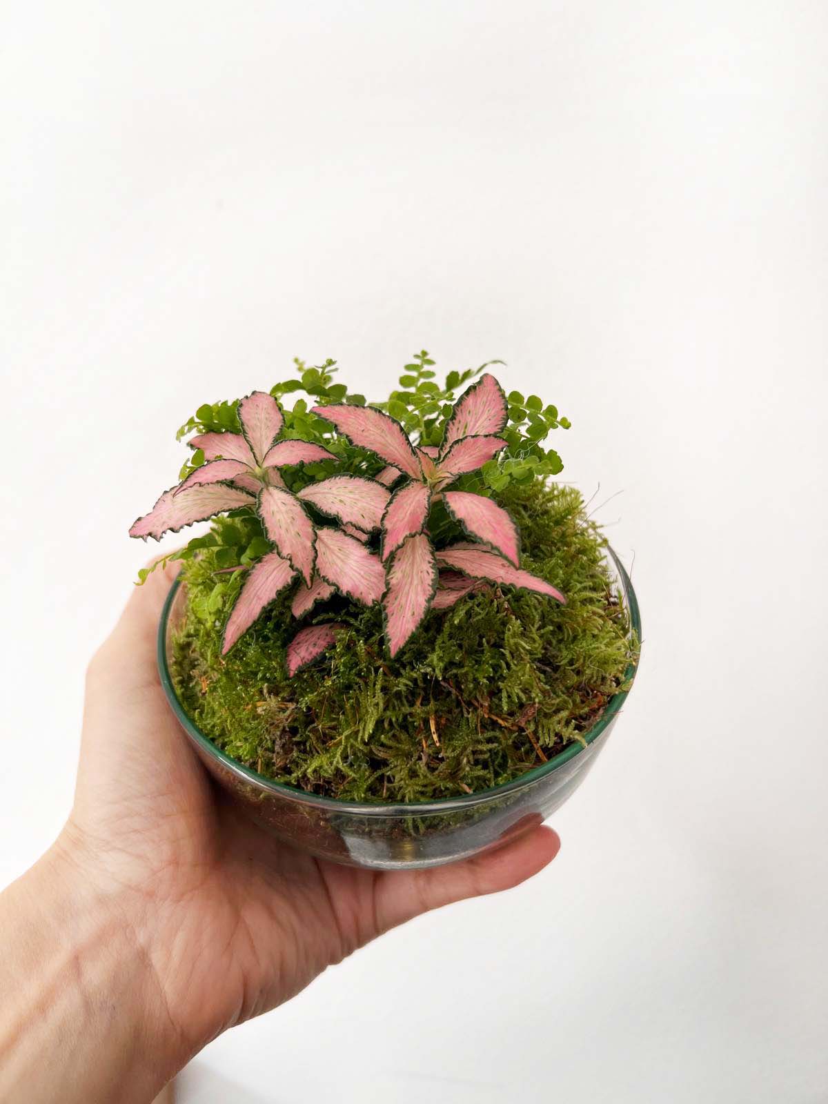 n-DOME (nano-Dome) Terrarium /FLORA