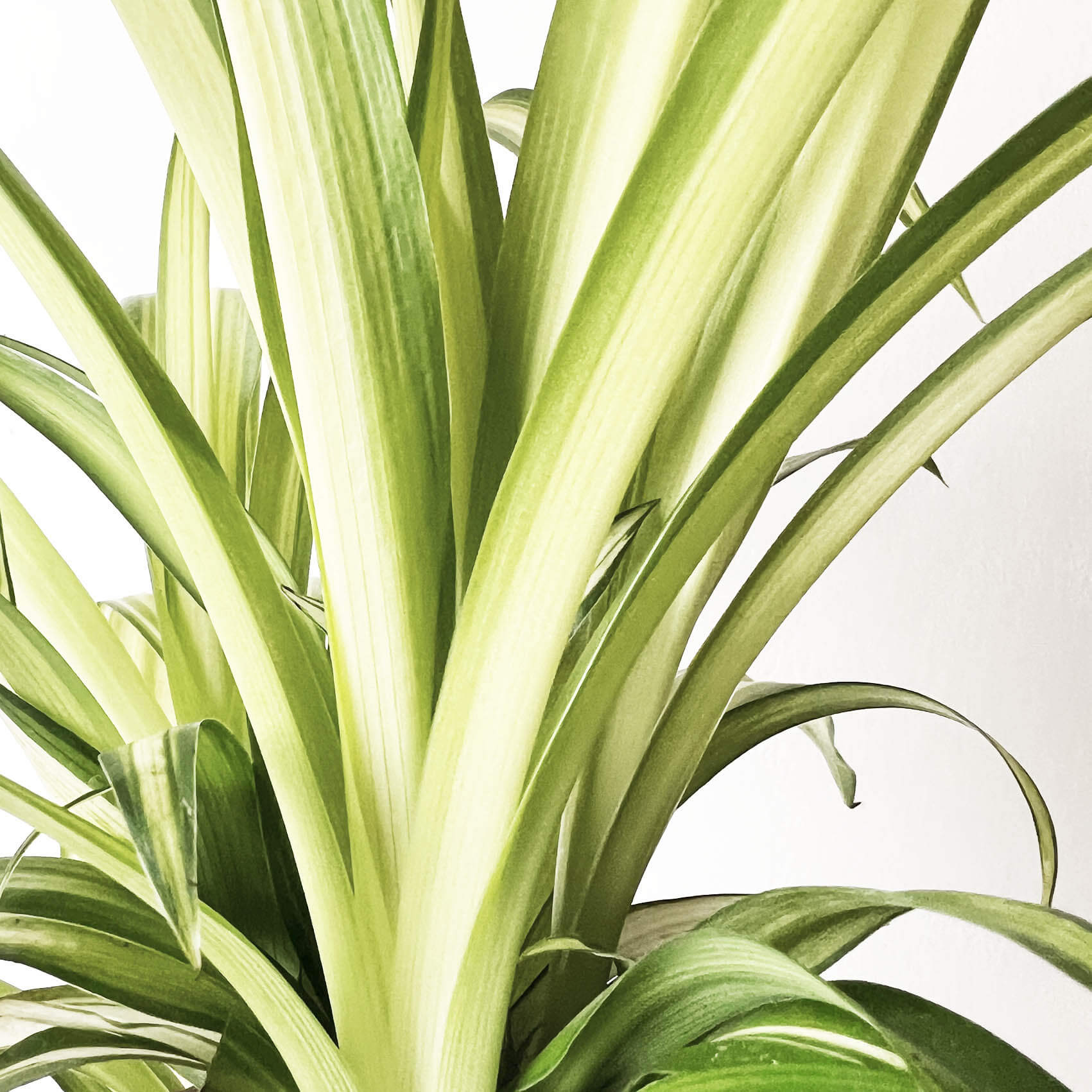 Chlorophytum (Nastrino)