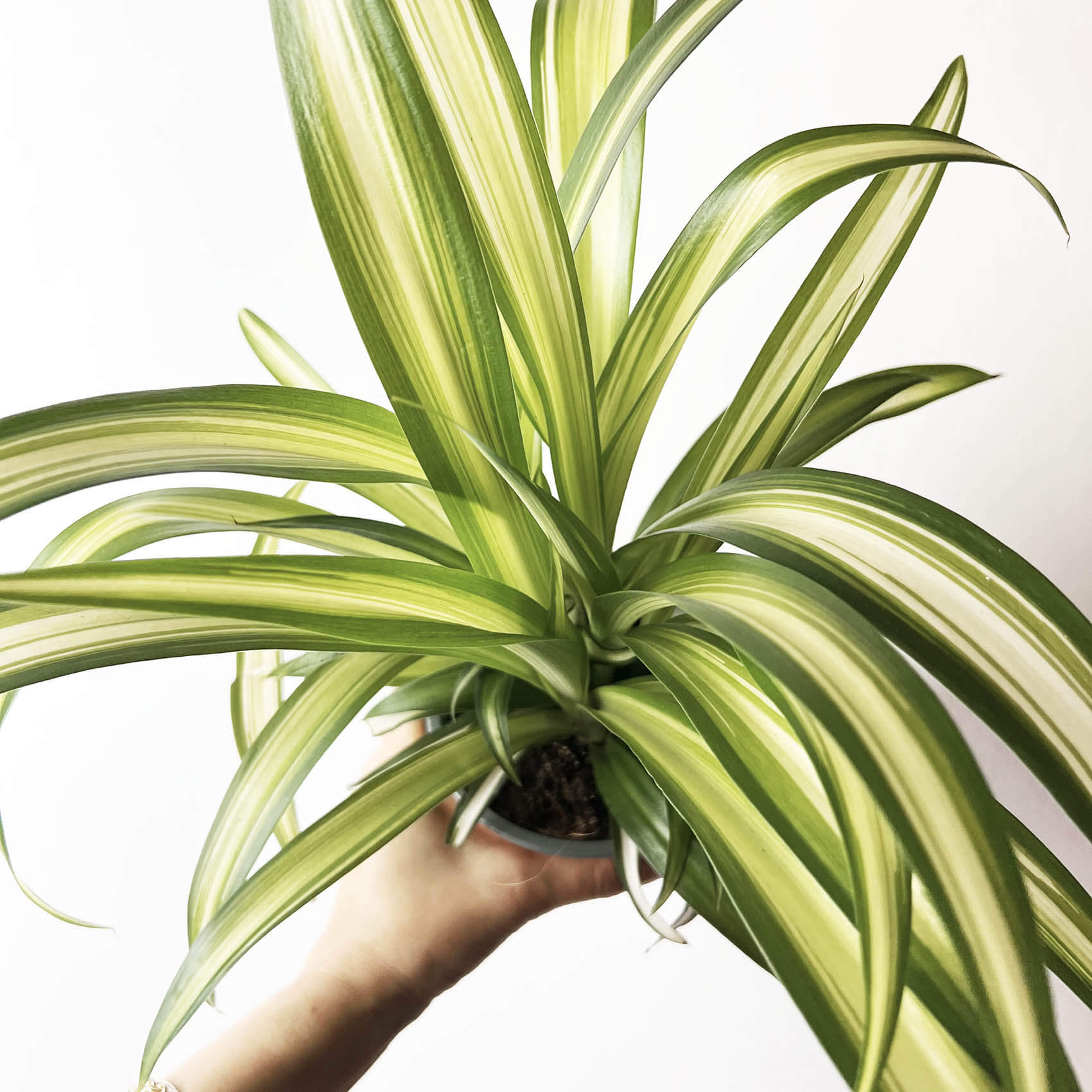 Chlorophytum (Nastrino)