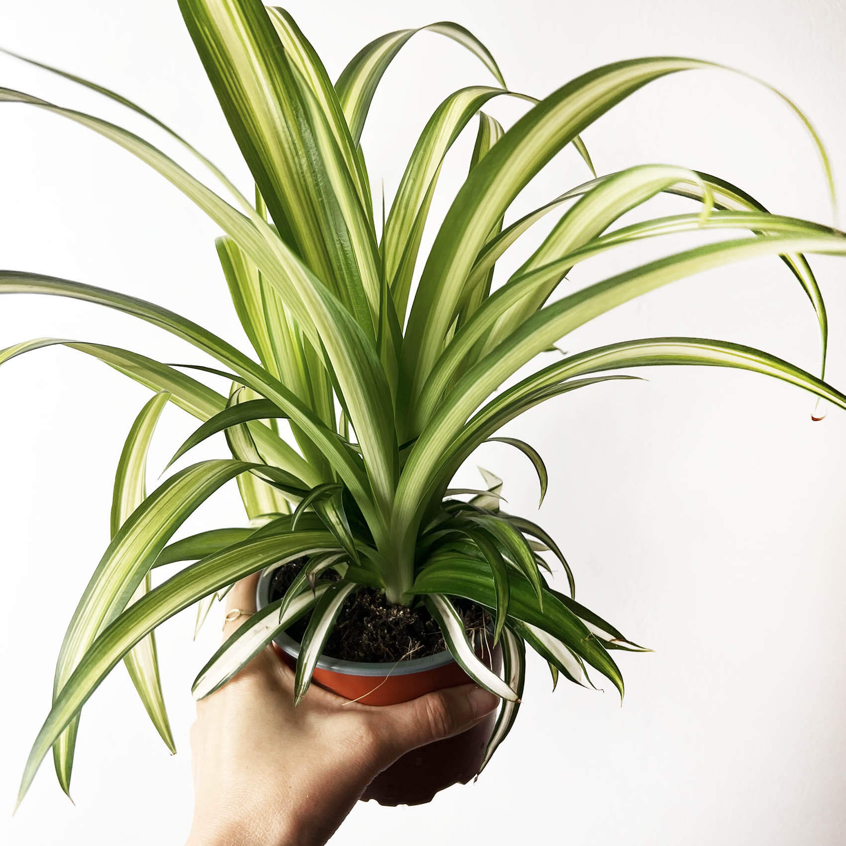 Chlorophytum (Nastrino)