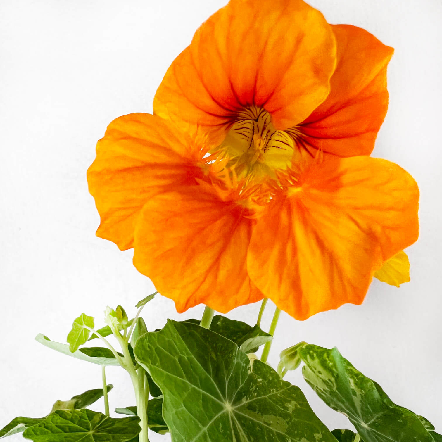 Nasturzio Variegato (tropaeolum Majus)