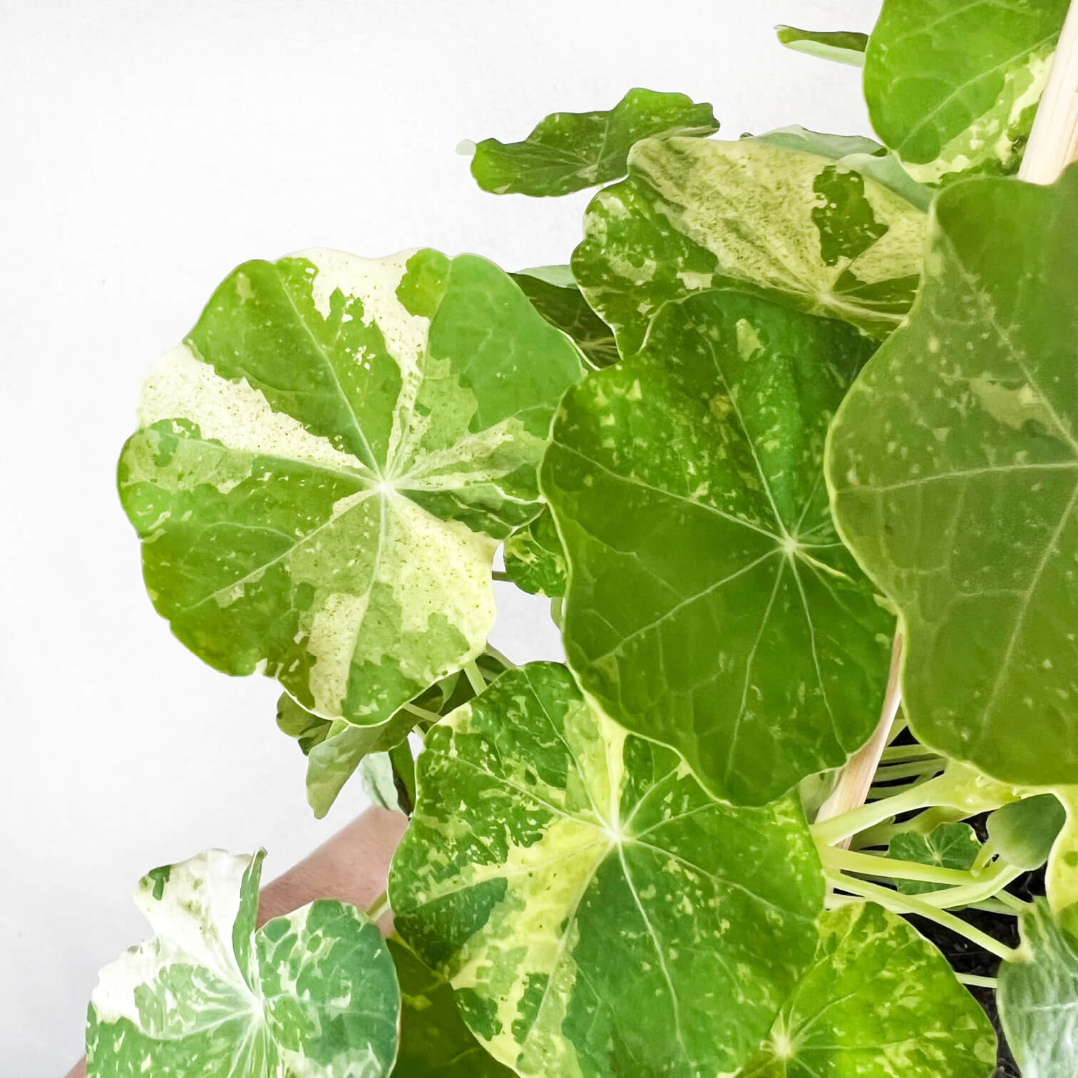 Nasturzio Variegato (tropaeolum Majus)