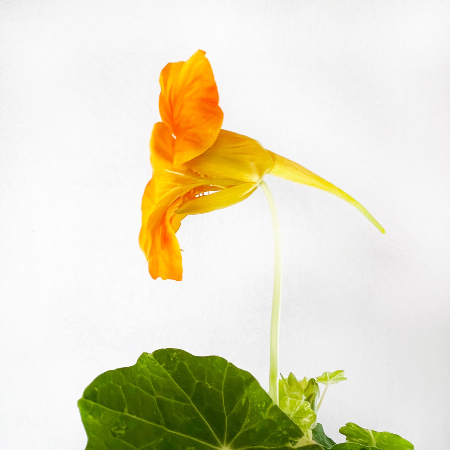 Nasturzio Variegato (tropaeolum Majus)
