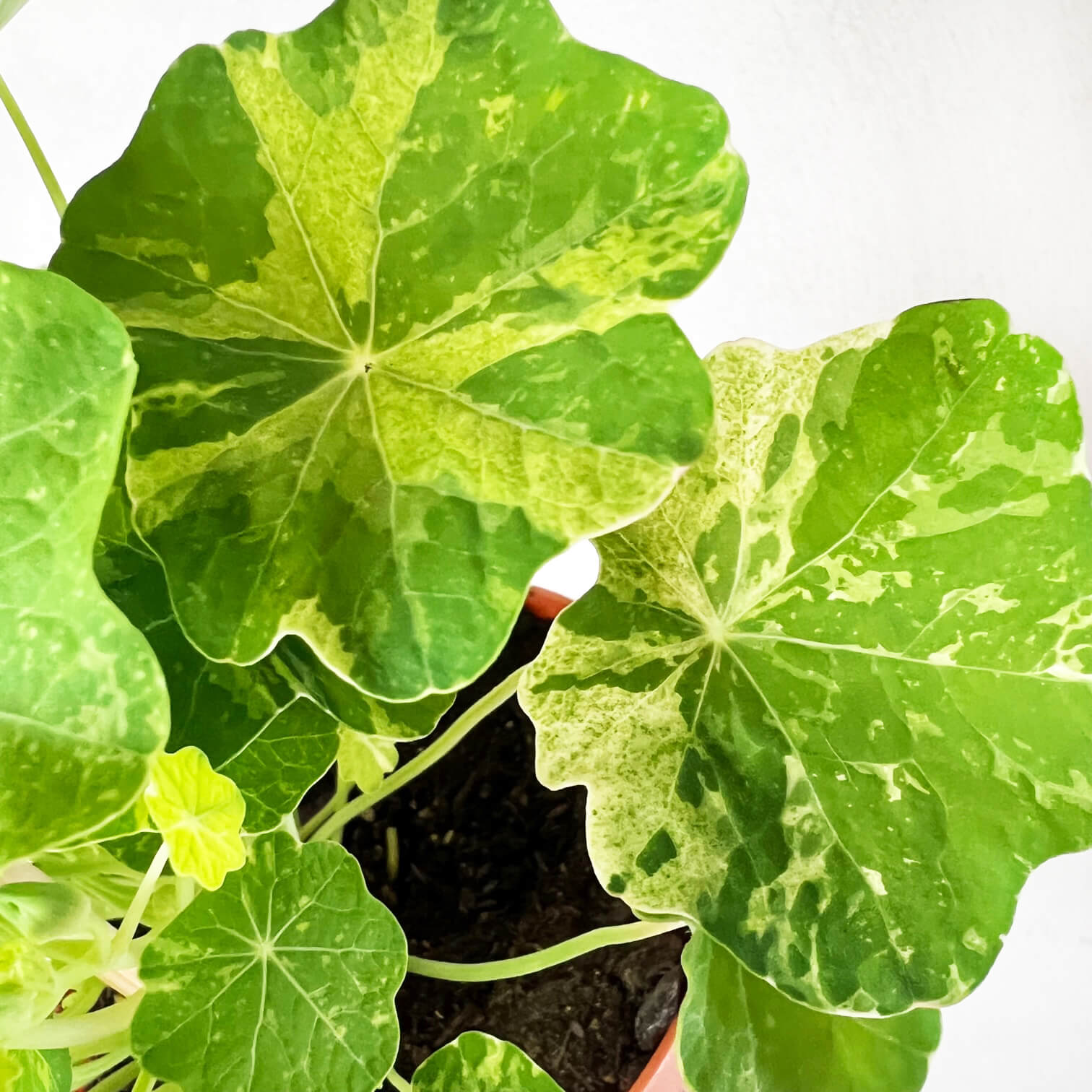 Nasturzio Variegato (tropaeolum Majus)